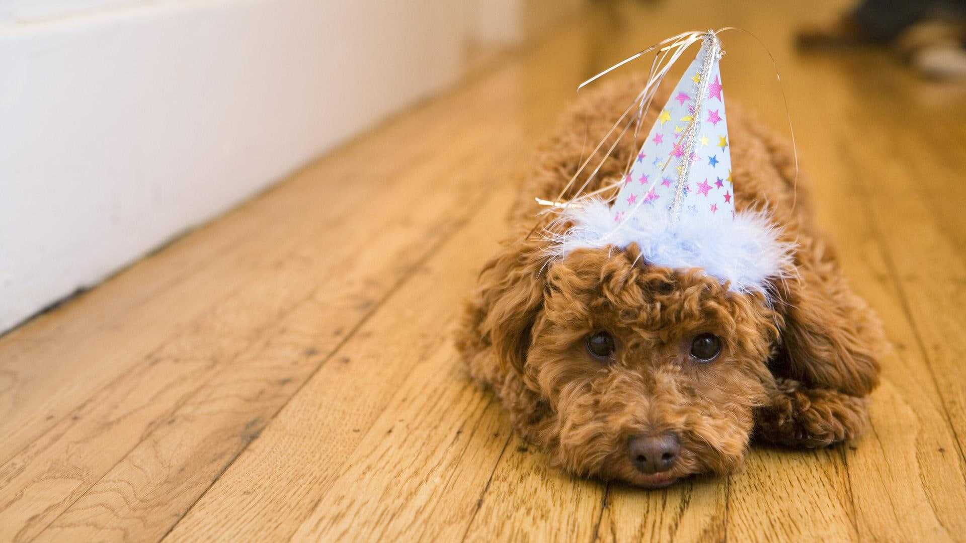sweet, party, 1080P, miniature, beautiful, nice, apricot, poodle, animals, animal, cute, adorable, HD Wallpaper