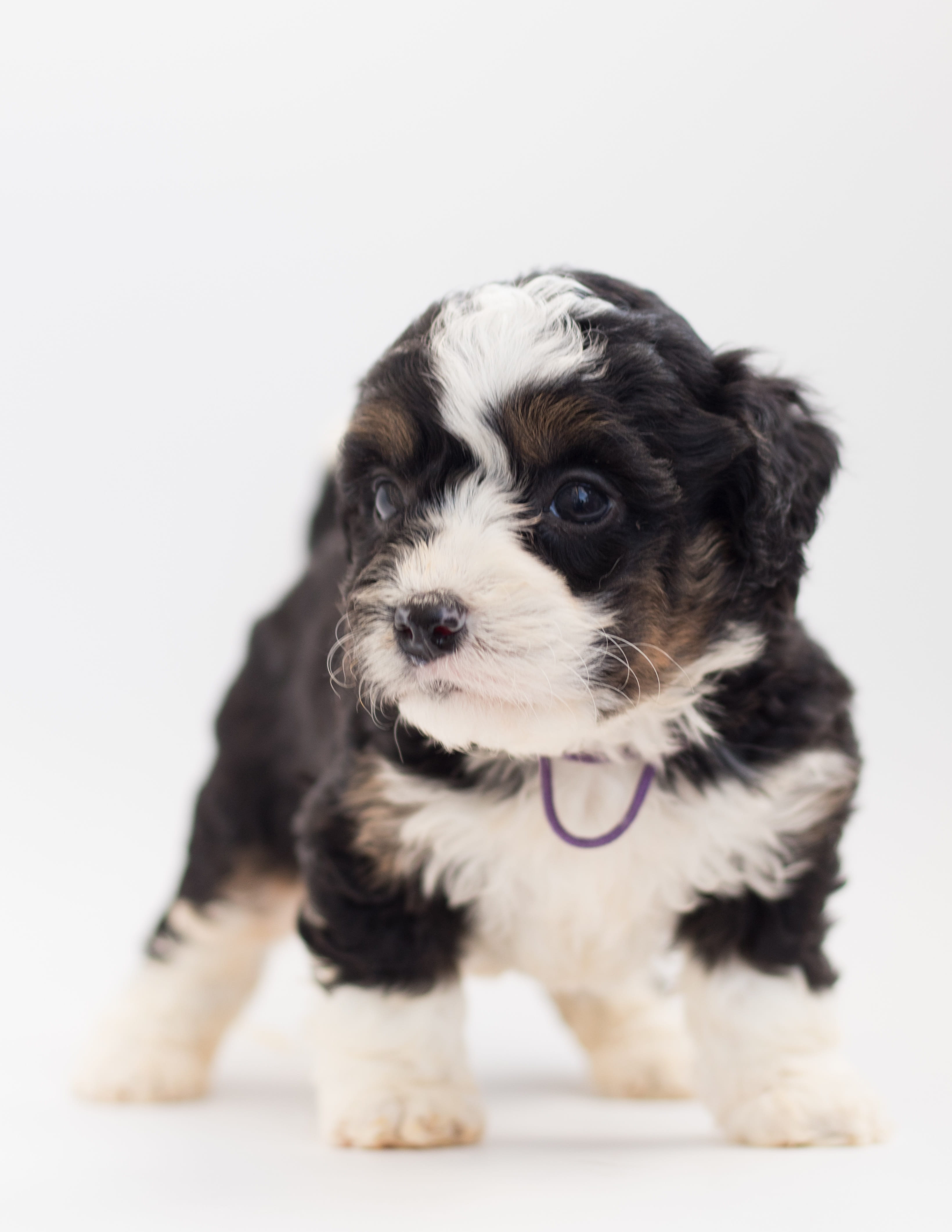cute, puppy, small, animal themes, young animal, canine, poodle, domestic animals, domestic, studio shot, no people, one animal, pets, indoors, animal, Phone HD Wallpaper
