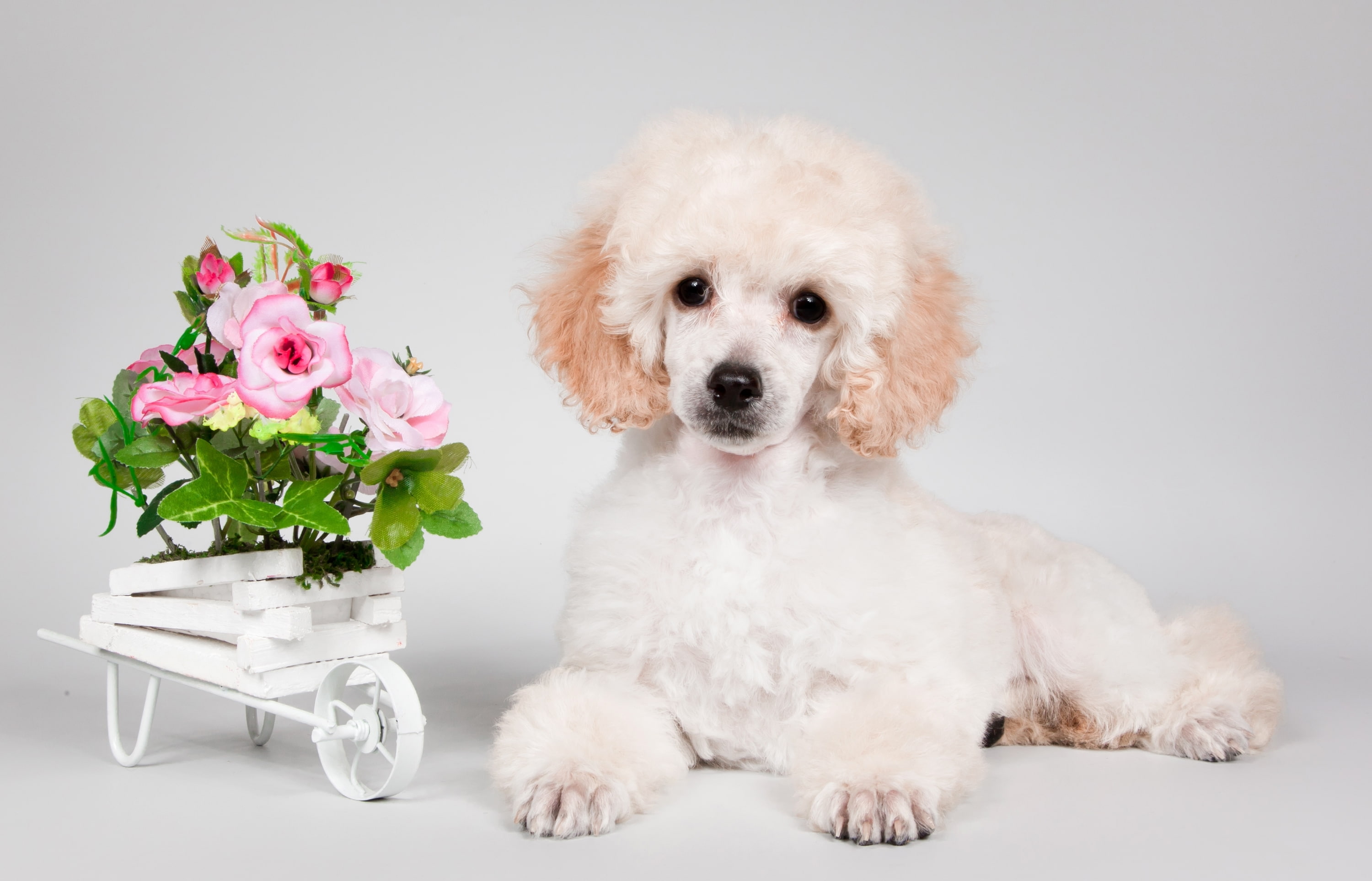flowers, puppy, 2K, poodle, HD Wallpaper