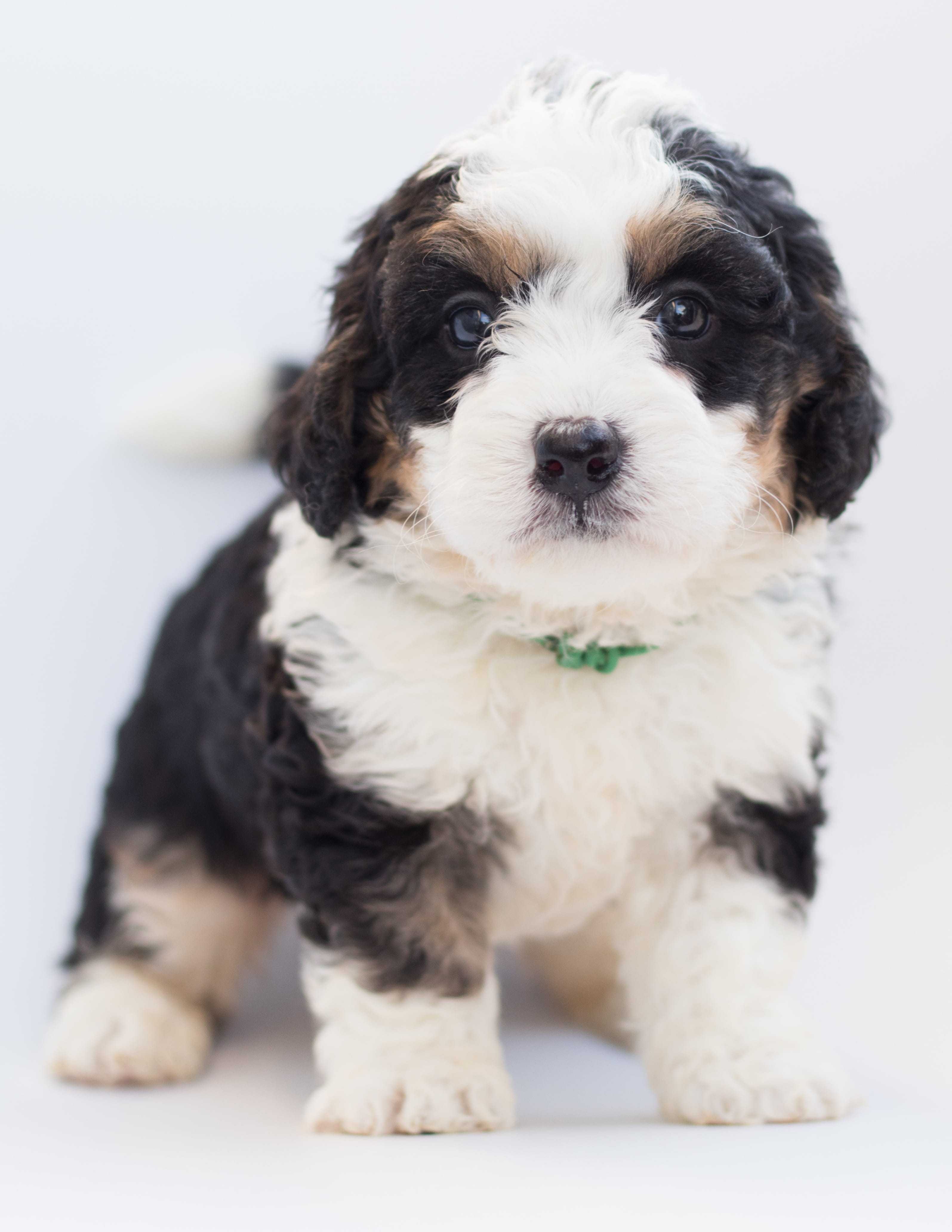 looking at camera, animal themes, no people, puppy, bernese mountain dog, pets, bernedoodle, poodle, domestic, animal, small, portrait, cute, white background, Phone HD Wallpaper