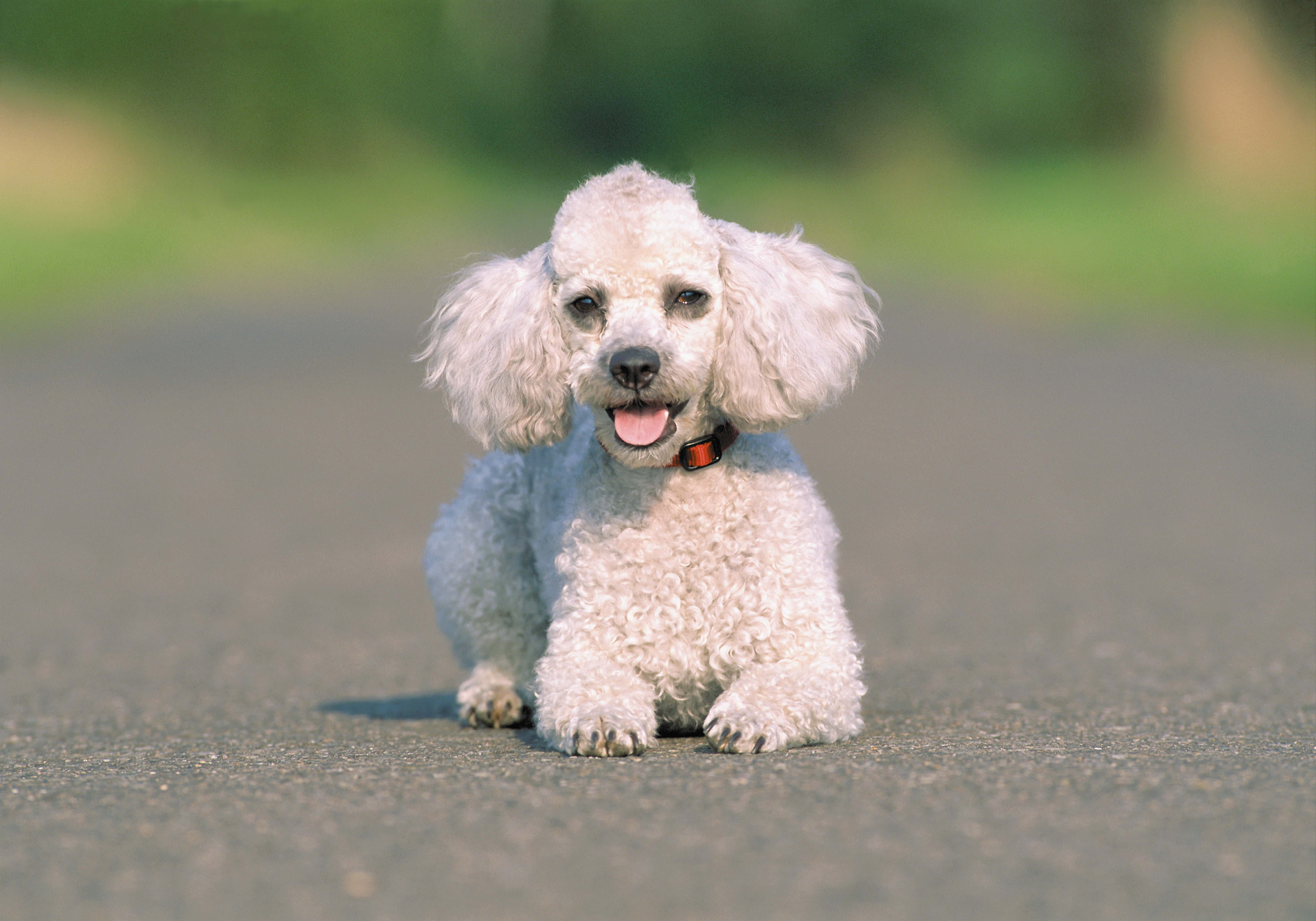 toy, purebred Dog, animal, dog, domestic, obedience, selective focus, animal mouth, small, close-up, mouth open, mammal, domestic Animals, focus on foreground, HD Wallpaper