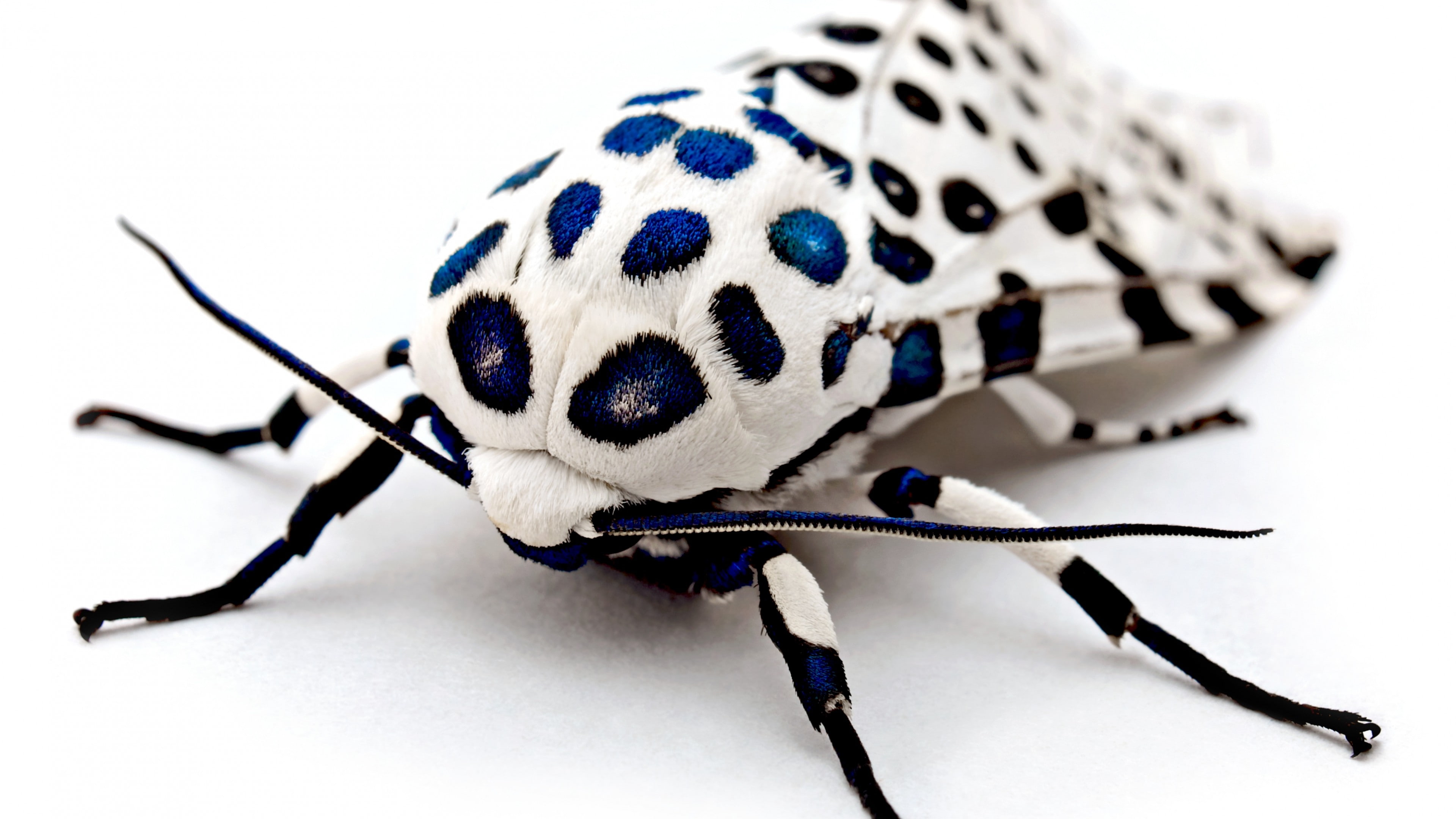 4K, photo, Leopard Moth, poodle, black, closeup, macro, moth, white, HD Wallpaper