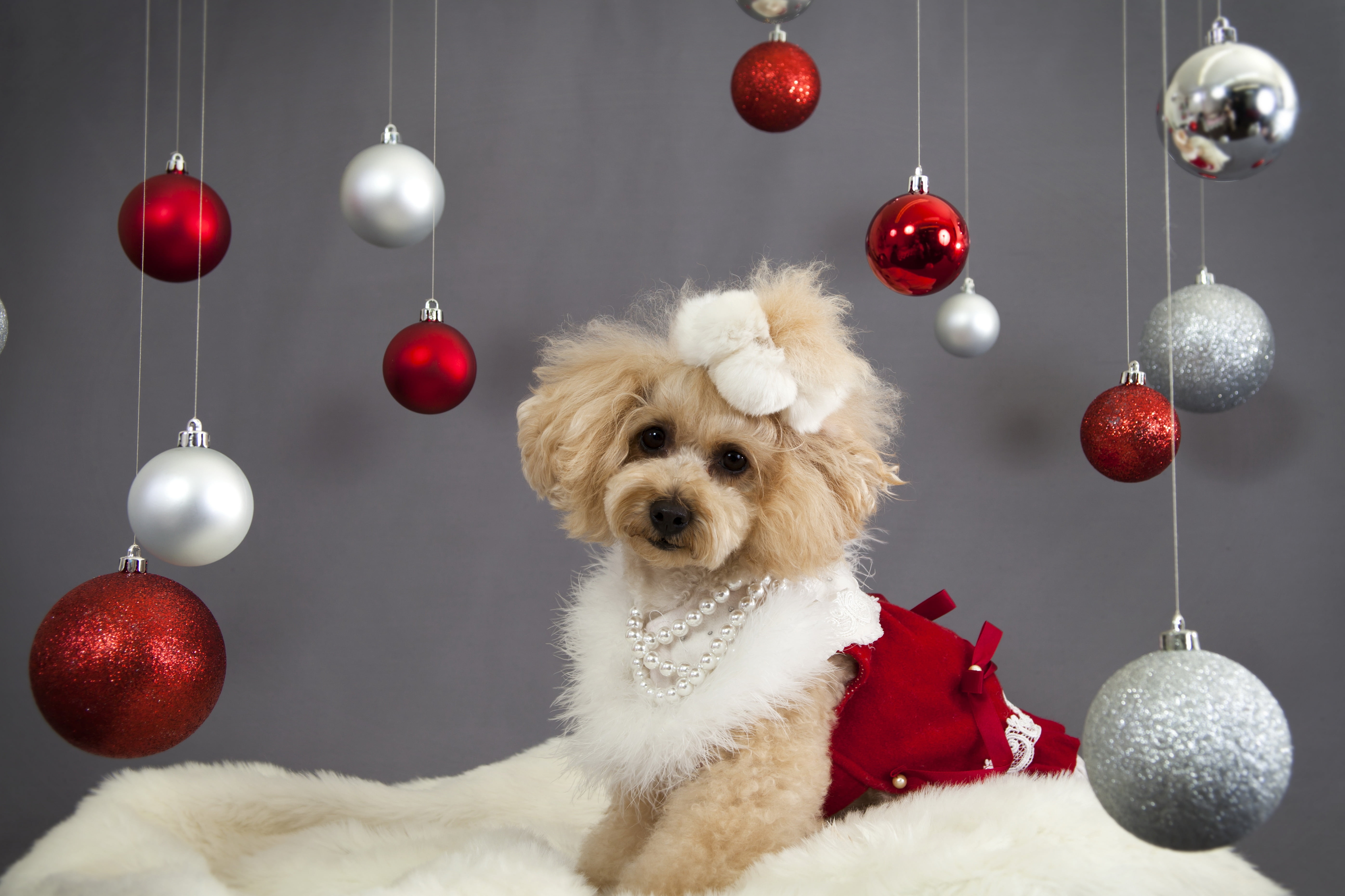 puppy, portrait, face, toy, christmas, mammal, christmas ornaments, animal, winter, fur, holiday, celebration, christmas Tree, sitting, gift, white, santa hat, HD Wallpaper