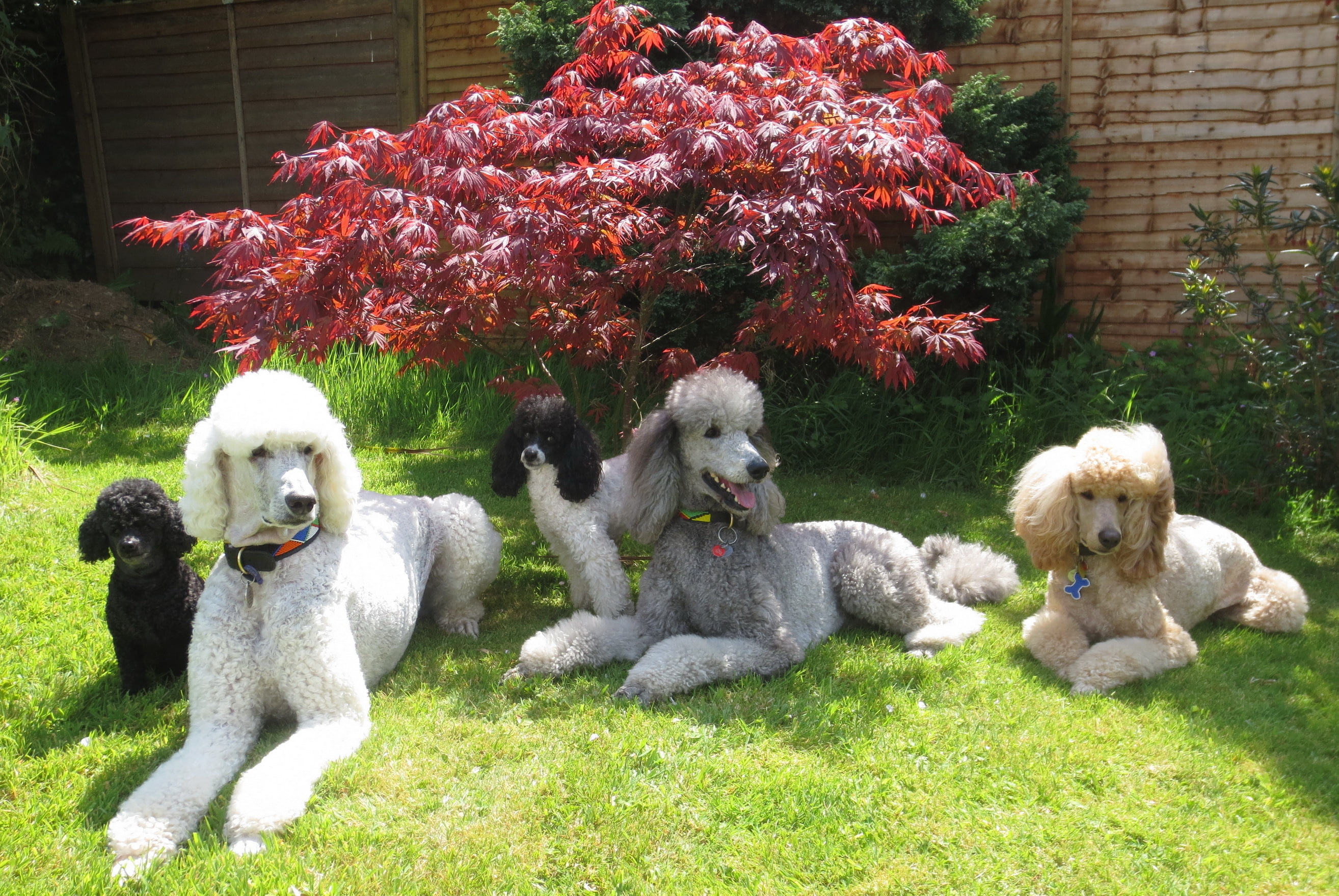 grass, animals, dogs, poodle, 2K, photo, HD Wallpaper
