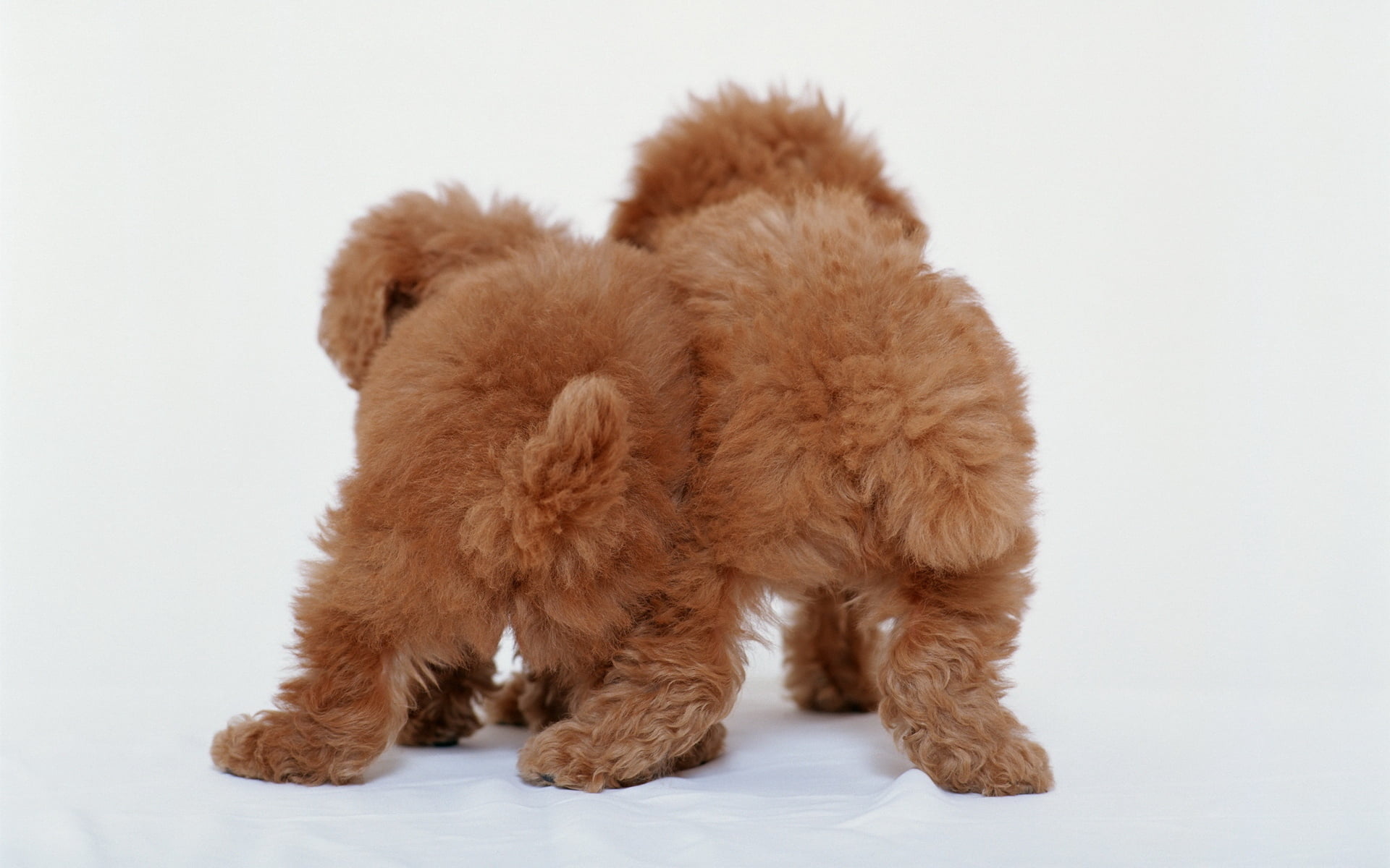 young Animal, canine, indoors, 1080P, looking, animals And Pets, one Animal, animal, poodle, animal Hair, no People, dog, sitting, friendship, white, teddy Bear, HD Wallpaper