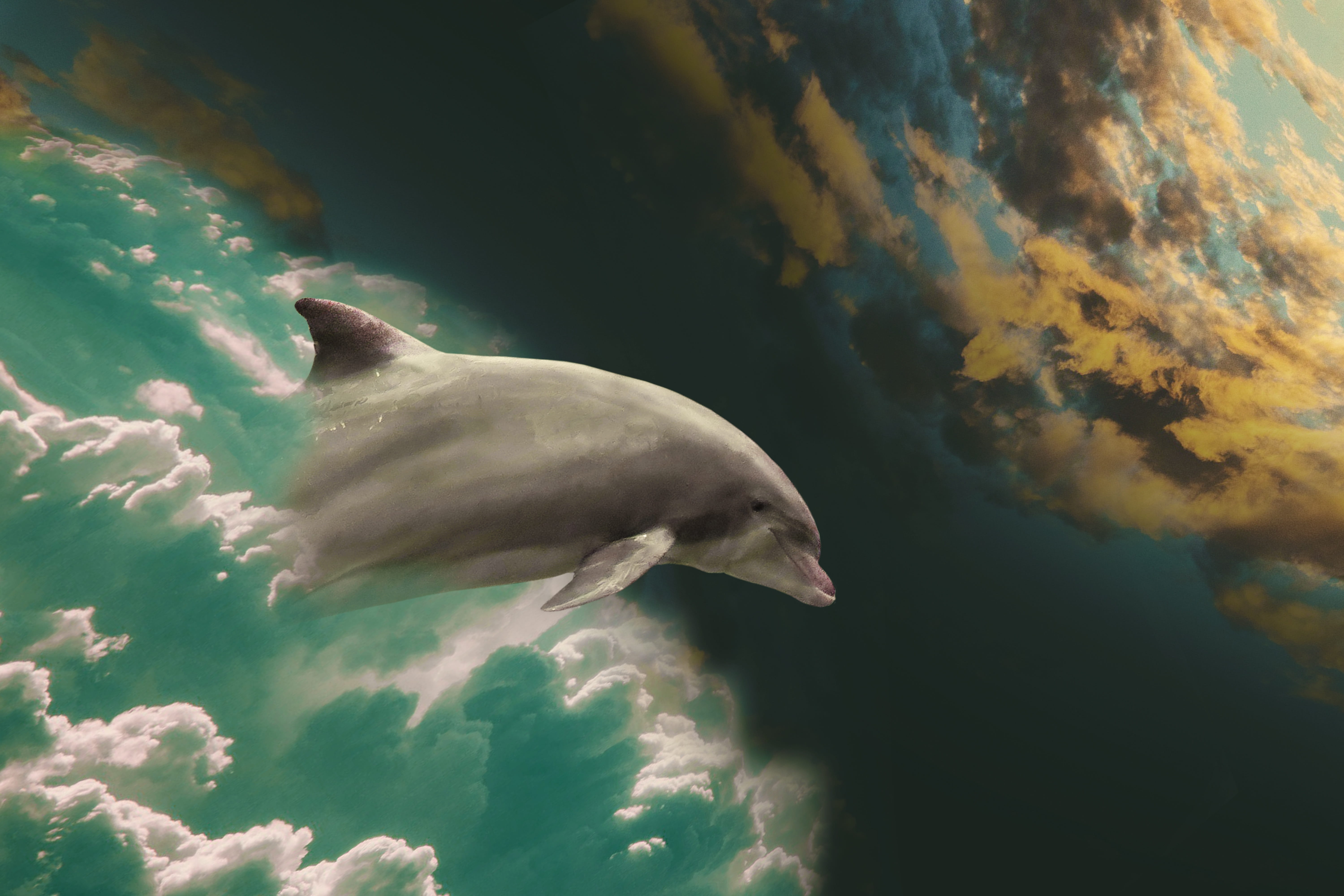 photo montage, sea, animal wildlife, marine mammals, sea life, fantasy picture, animal themes, vertebrate, jump, animal, dom, pinball, one animal, marine, HD Wallpaper