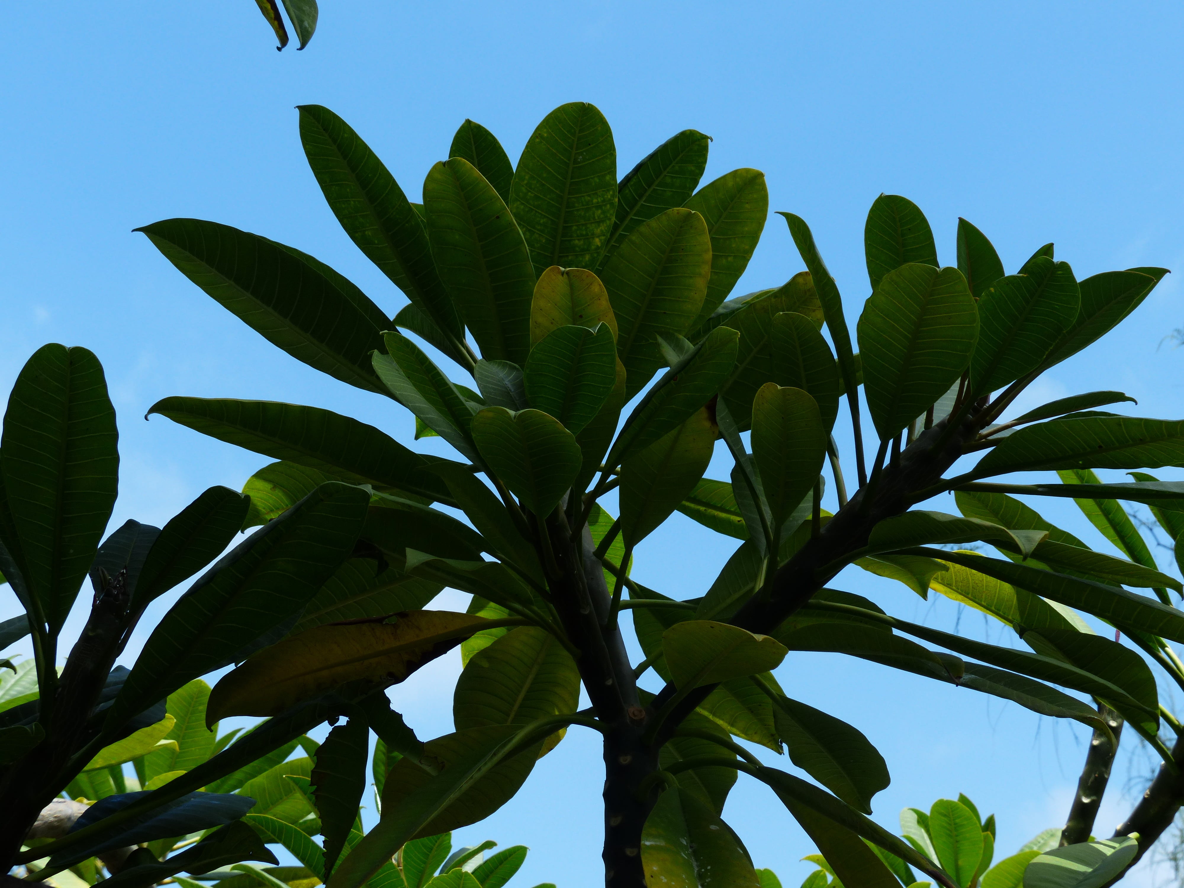 sky, green color, canary islands, nature, ornamental tree, outdoors, plant, aesthetic, freshness, 4K, day, flower, green, tree, blue, no people, leaves, HD Wallpaper