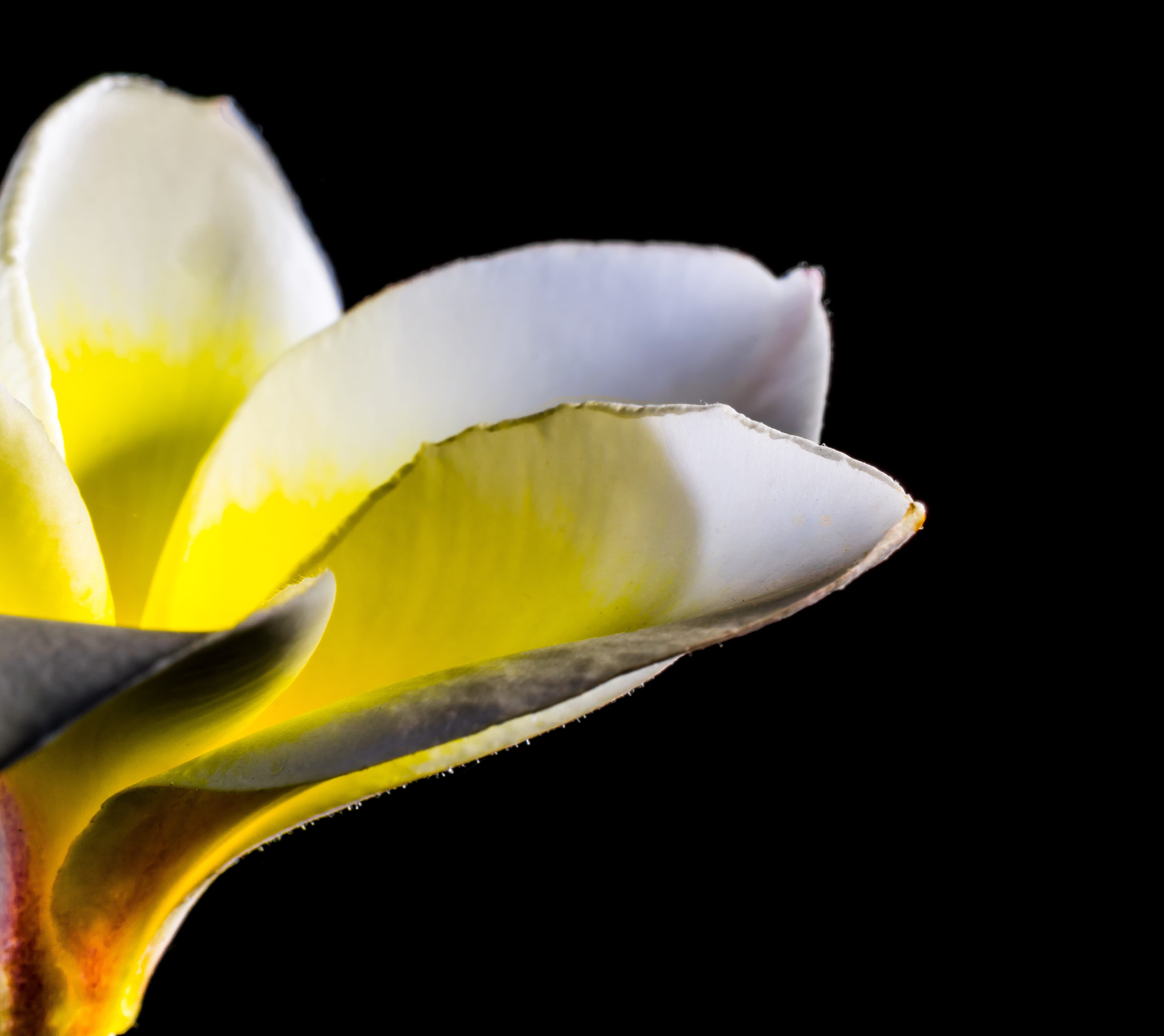 growth, nature, freshness, close-up, softness, white color, apocynaceae, studio shot, temple tree, pollen, frangipandi, bloom, petal, Blossom, flor de cebo, HD Wallpaper
