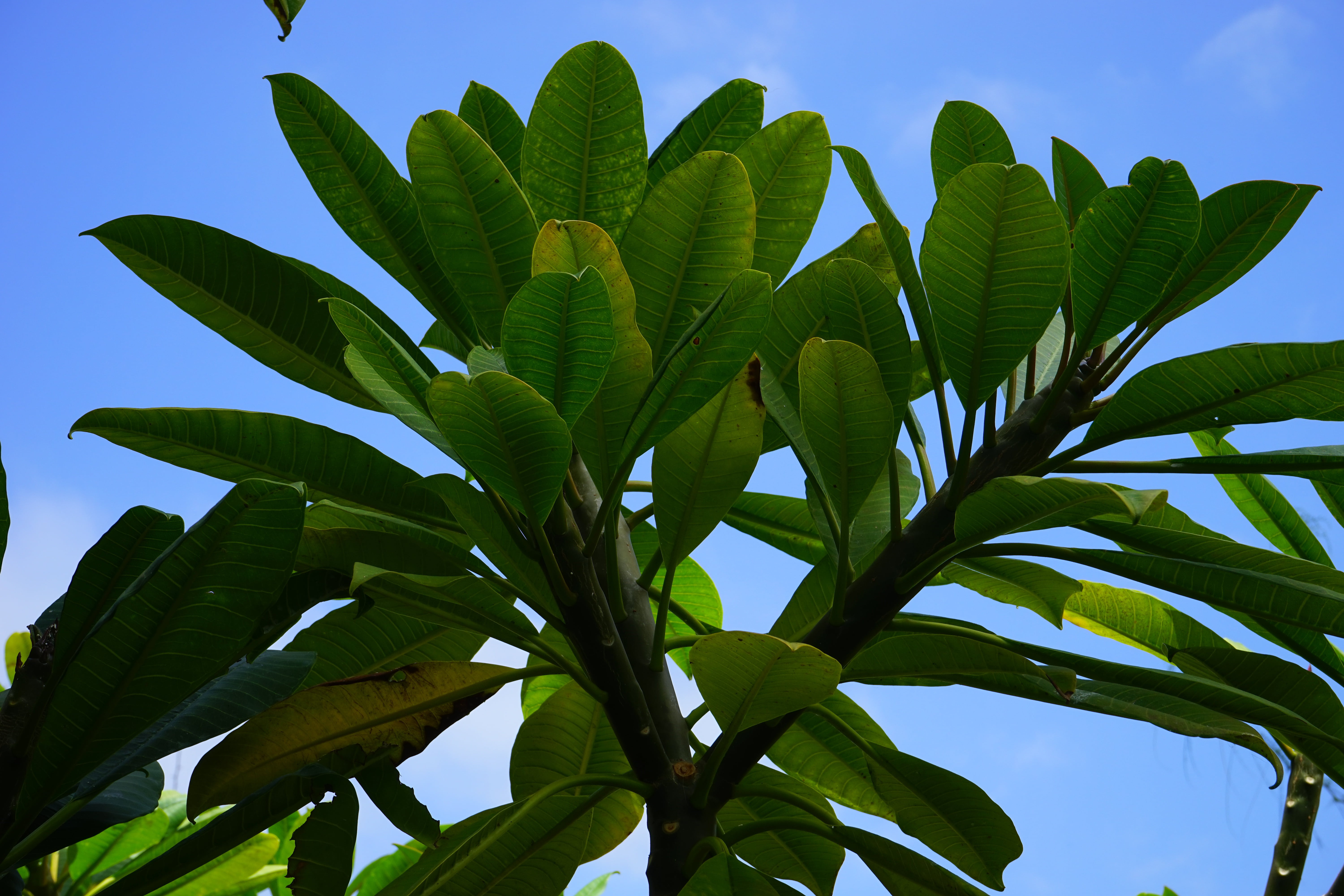 plant, freshness, growth, flor de cebo, leaves, close-up, frangipani, low angle view, 5K, day, outdoors, sky, ornamental tree, plant part, beauty in nature, HD Wallpaper