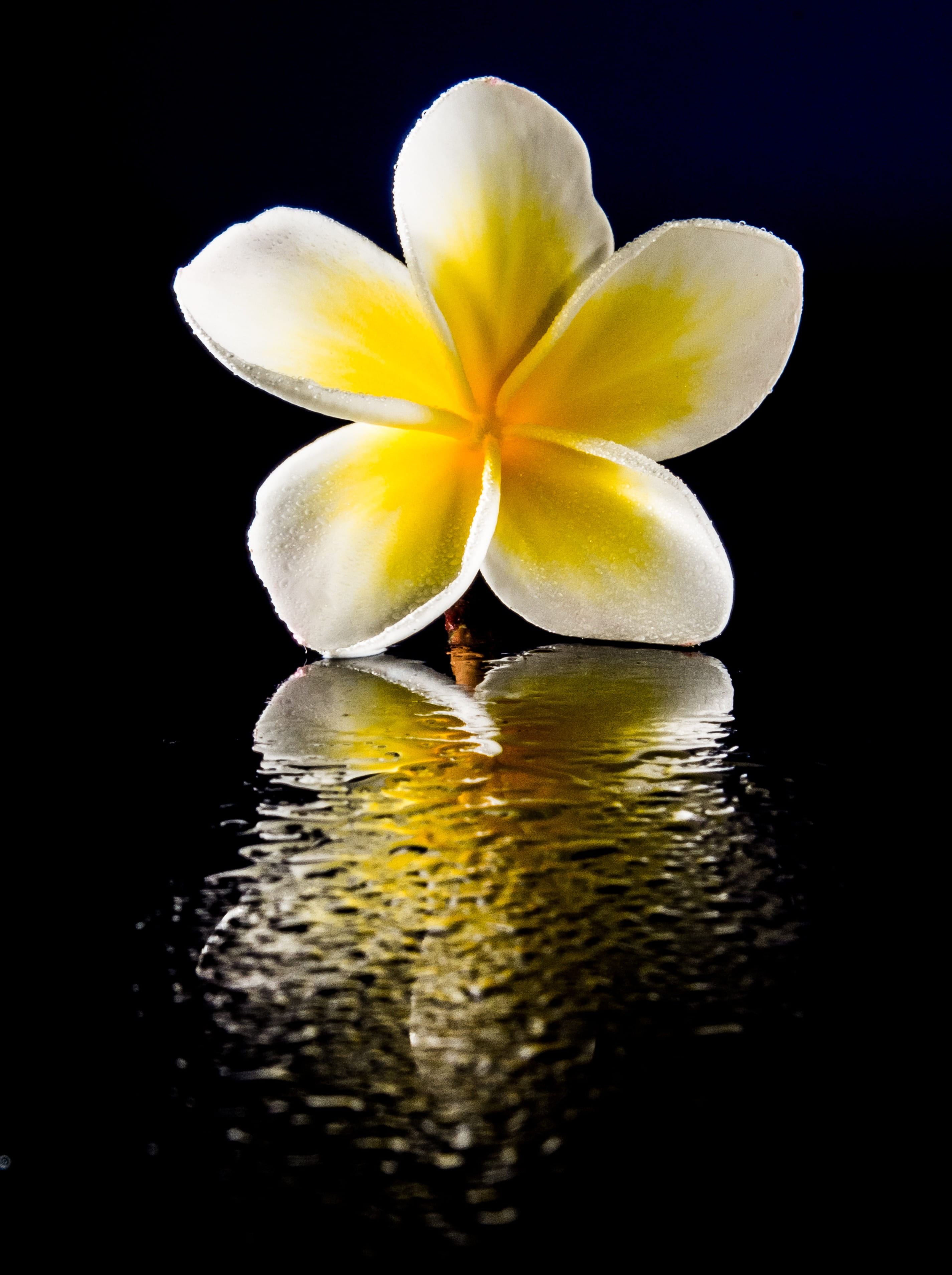 west indian frangipani, bloom, reflection, ornamental flower, dog gift greenhouse, flor de cebo, petal, black, yellow, 2K, blossom, flowering plant, plumeria, Phone HD Wallpaper