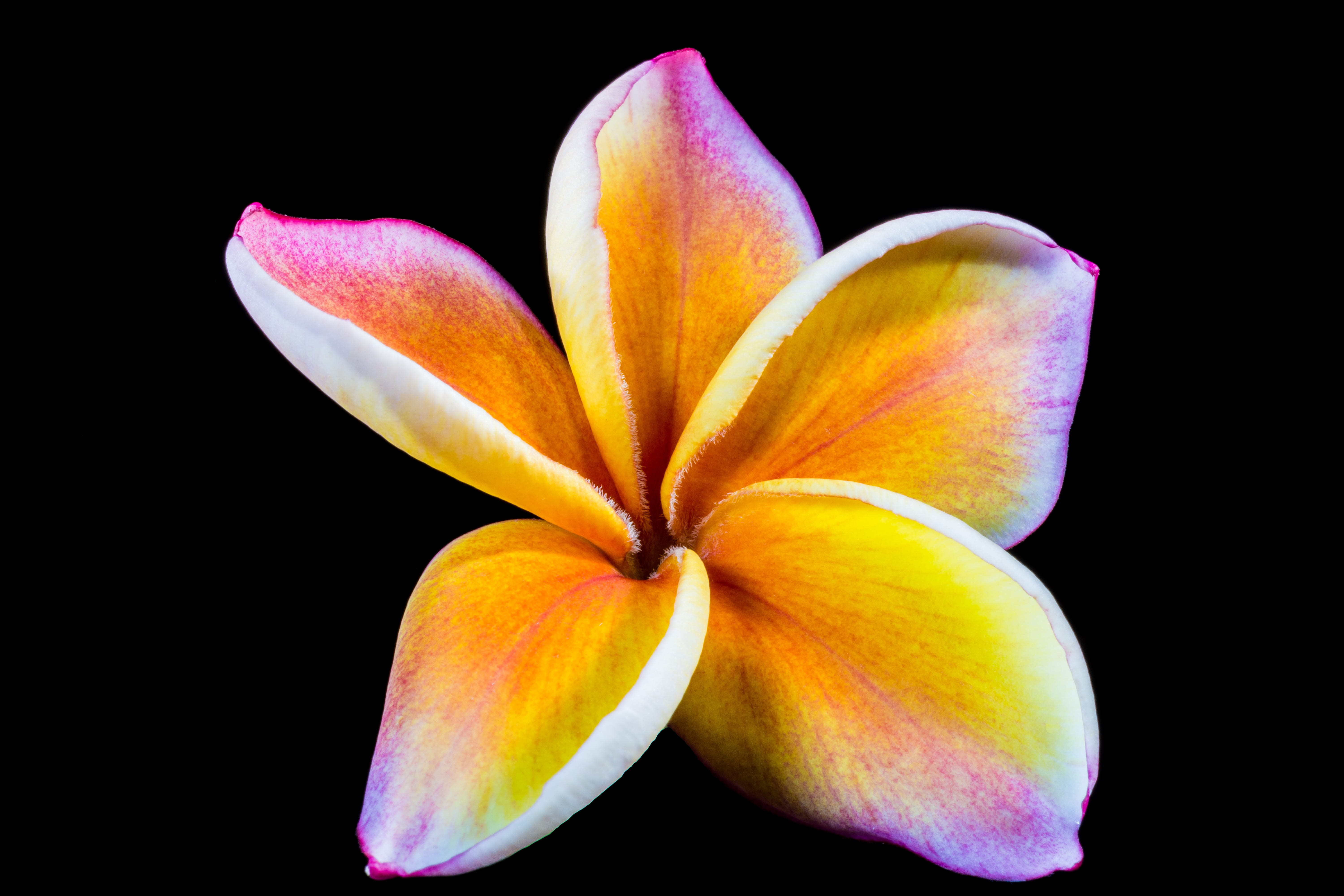 indoors, petal, blossom, flowers, yellow, temple tree, flora, inflorescence, freshness, flower, plumeria alba, apocynaceae, ornamental flower, national flower, HD Wallpaper