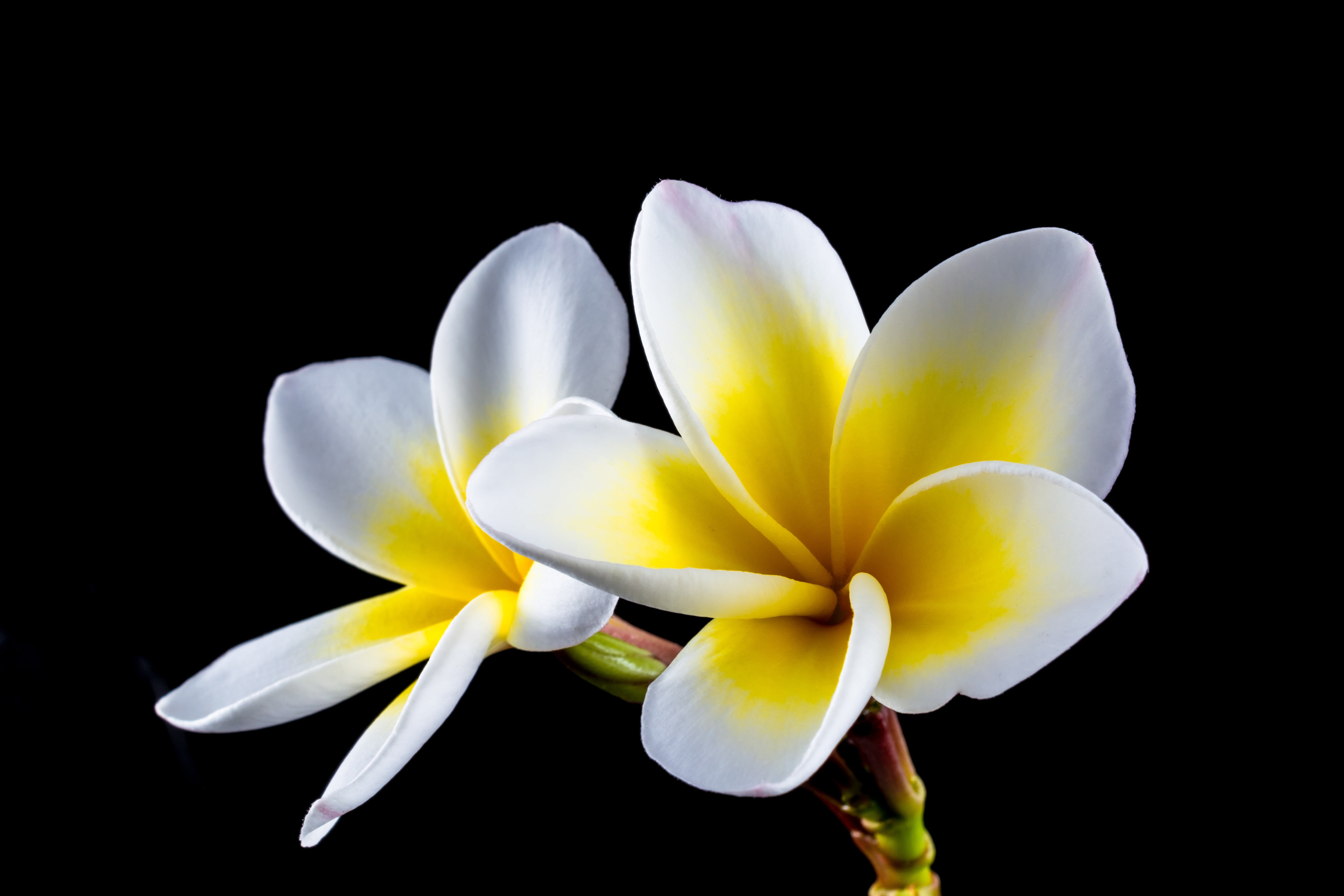 frangipandi, black background, national flower, apocynaceae, plumeria, petals, studio shot, calyx lobes, frangipani, temple tree, close-up, pollen, beauty in nature, HD Wallpaper