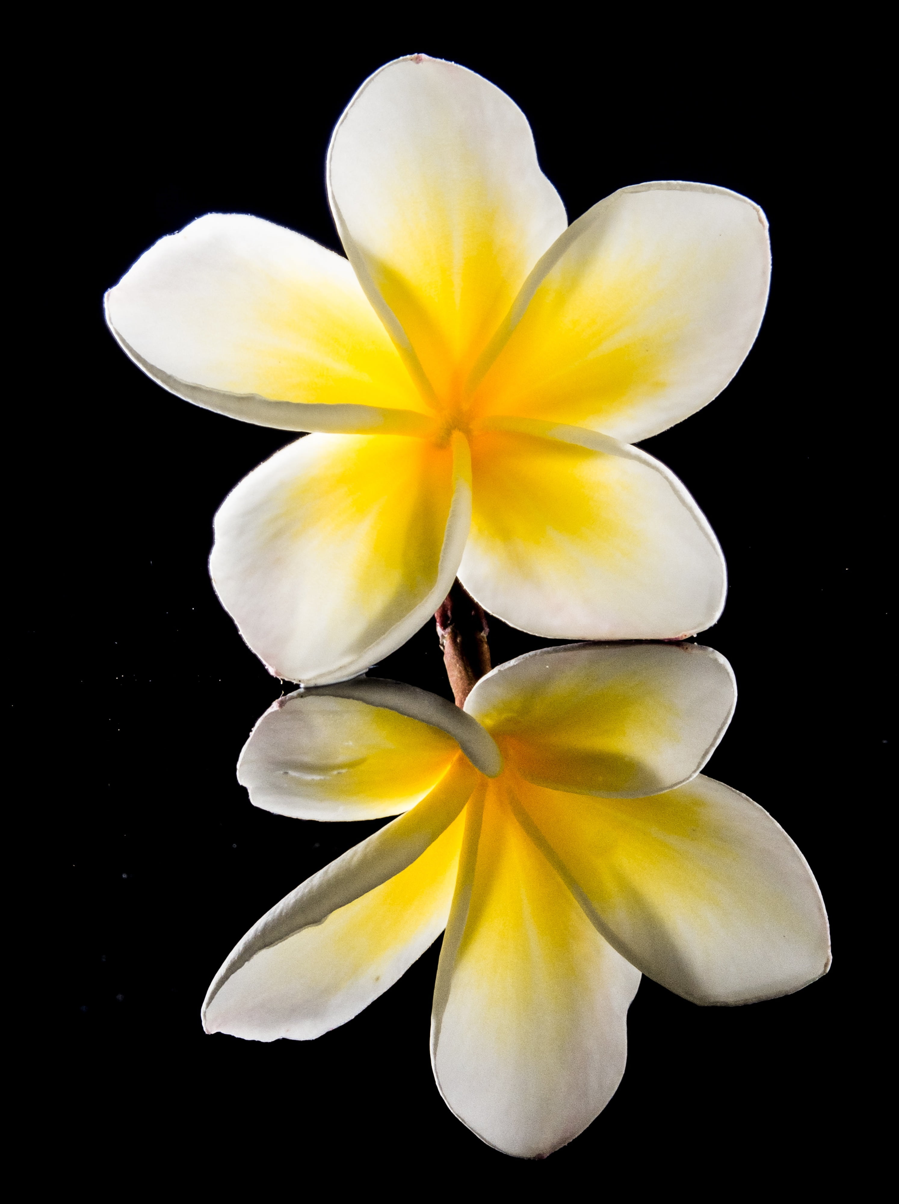 exotic, plant, studio shot, close-up, beauty in nature, dog gift greenhouse, growth, white, black background, temple tree, flor de cebo, vulnerability, Phone HD Wallpaper
