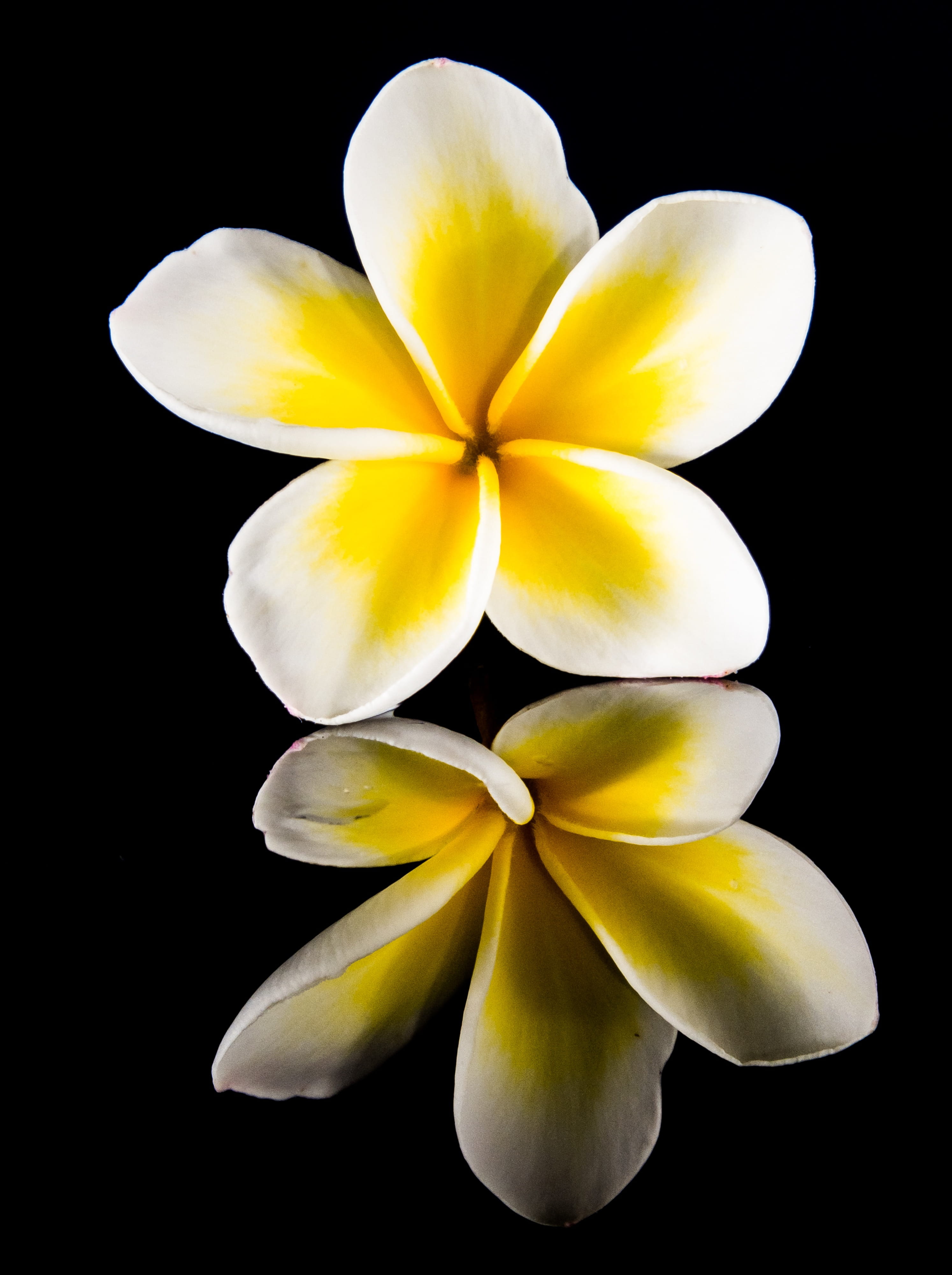Blossom, west indian frangipani, calyx lobes, inflorescence, freshness, plumeria, Yellow, flor de cebo, exotic, flowering plant, plant, Flower, White, flower head, Phone HD Wallpaper