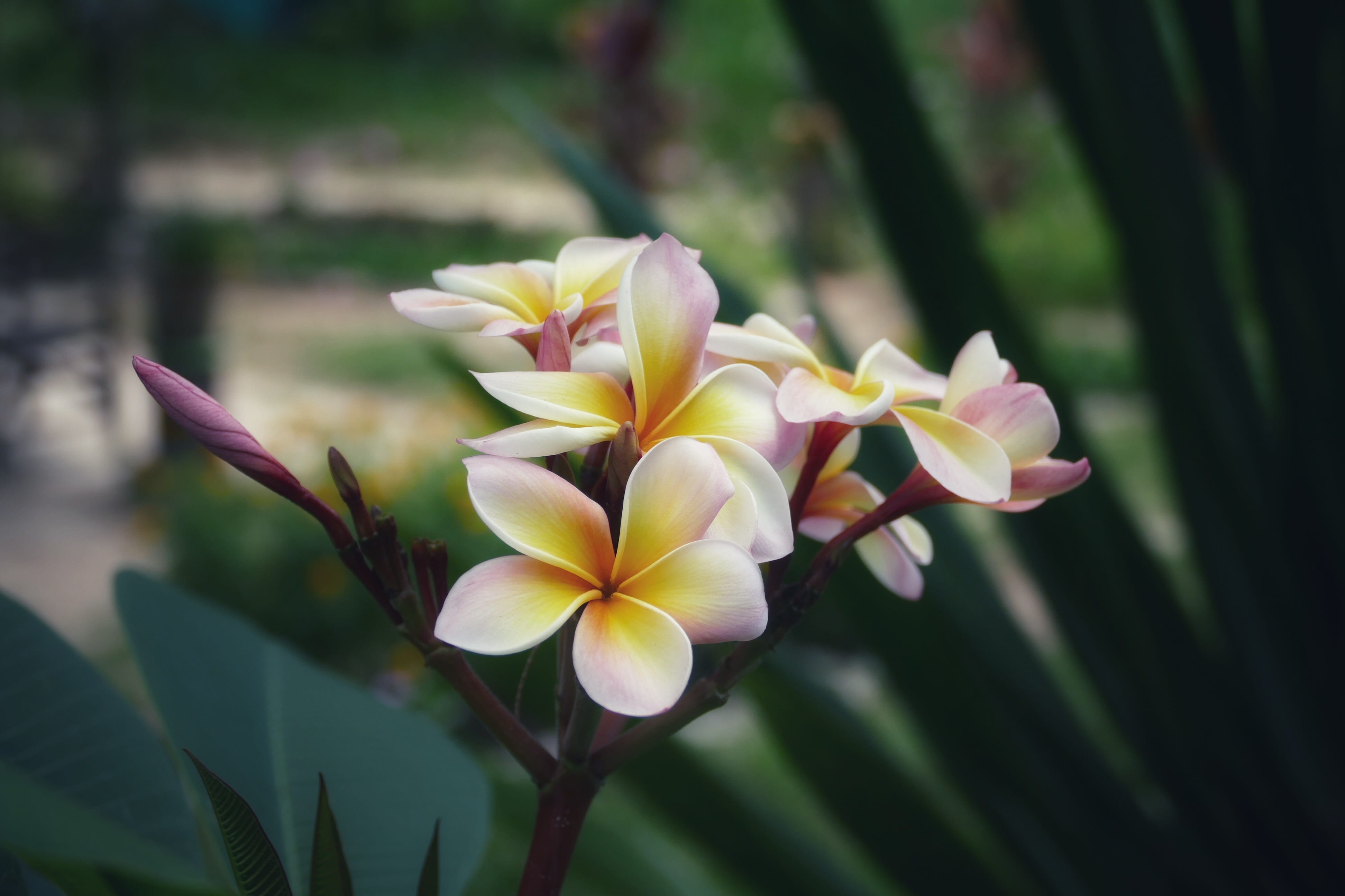 4K, fagipani, nature, inflorescence, petal, flowering plant, frangipani, fragrance, flower, blossom, close, focus on foreground, yellow, white, summer, HD Wallpaper