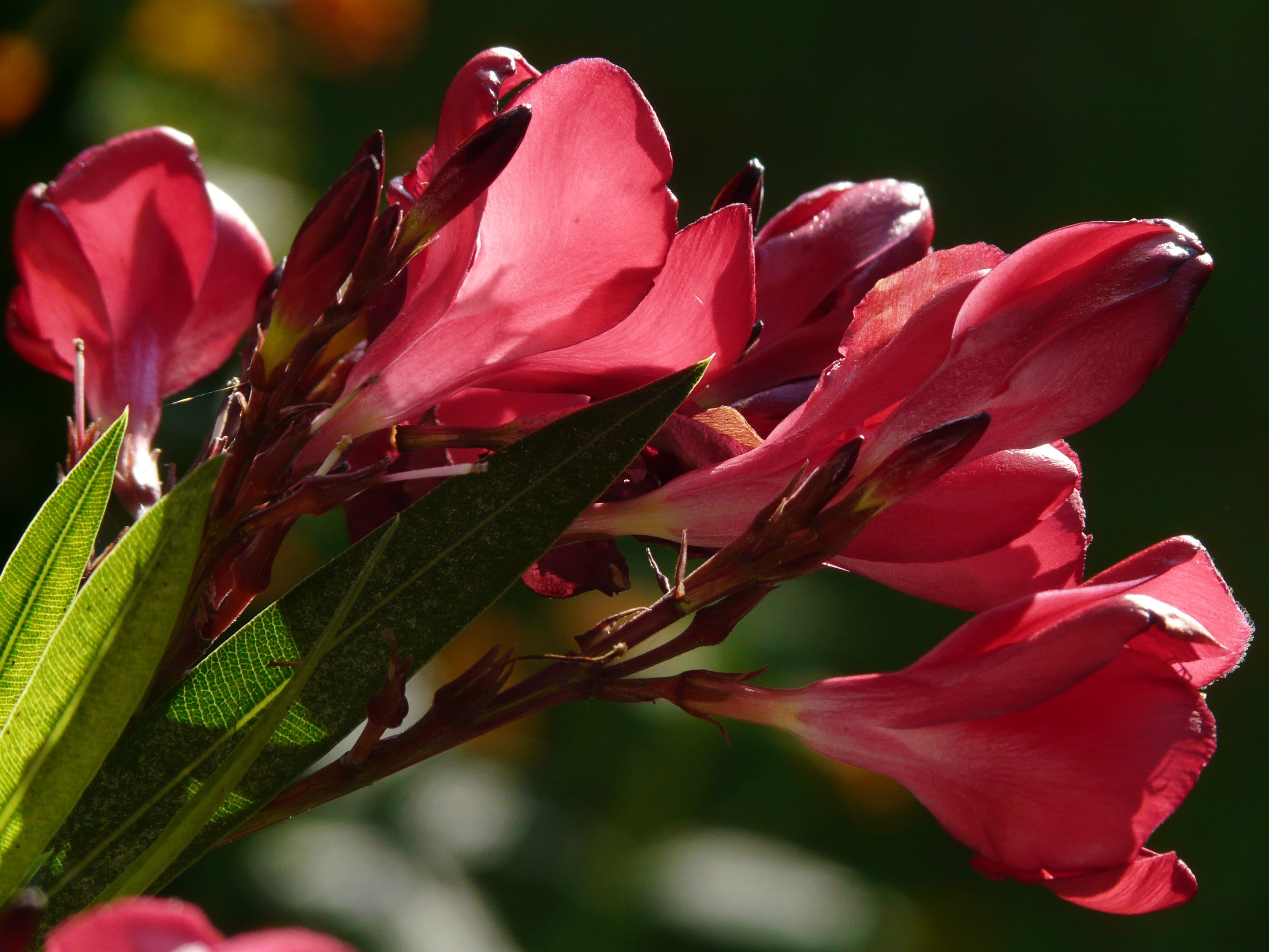 blossom, apocynaceae, pink color, fragility, close-up, bloom, oleander, Bush, focus on foreground, flower head, flowering plant, back light, nature, petal, HD Wallpaper