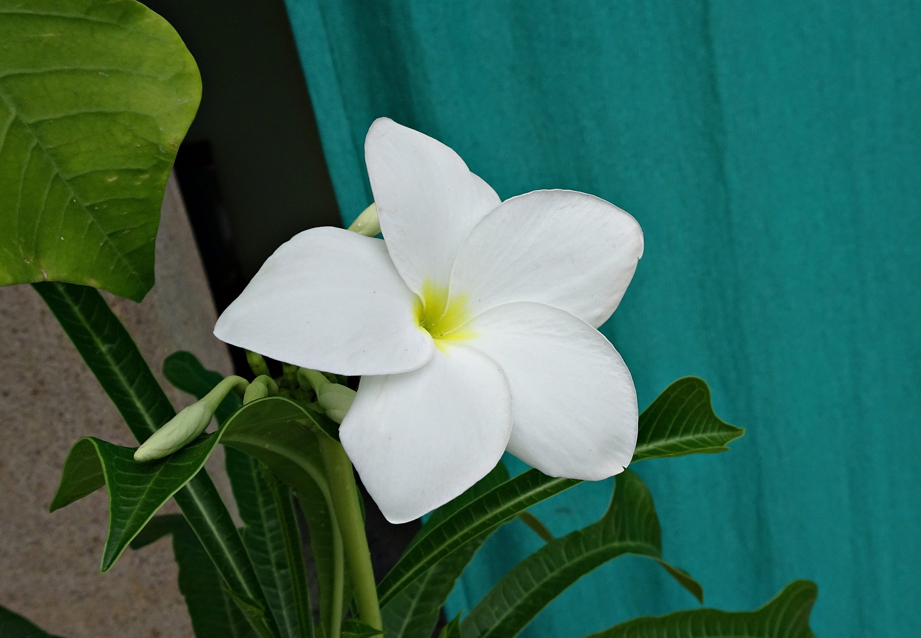 bonairian oleander, bhavnagar, bridal bouquet, nature, fiddle leaf plumeria, growth, inflorescence, plumeria pudica, golden arrow, white frangipani, petal, HD Wallpaper