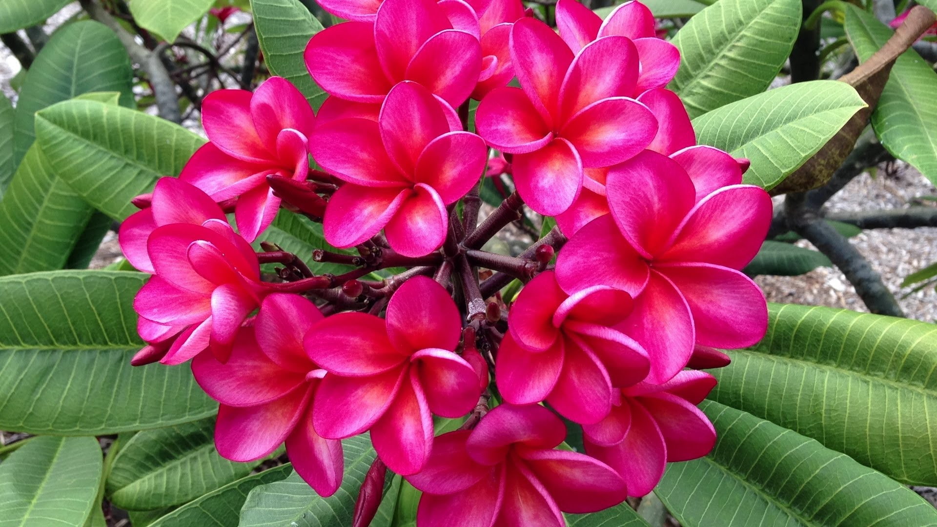 green, doggies, red, plumeria, deciduous, apocynaceae, trees, small, plants, leaves, shrubs, flowering, family, 1080P, HD Wallpaper