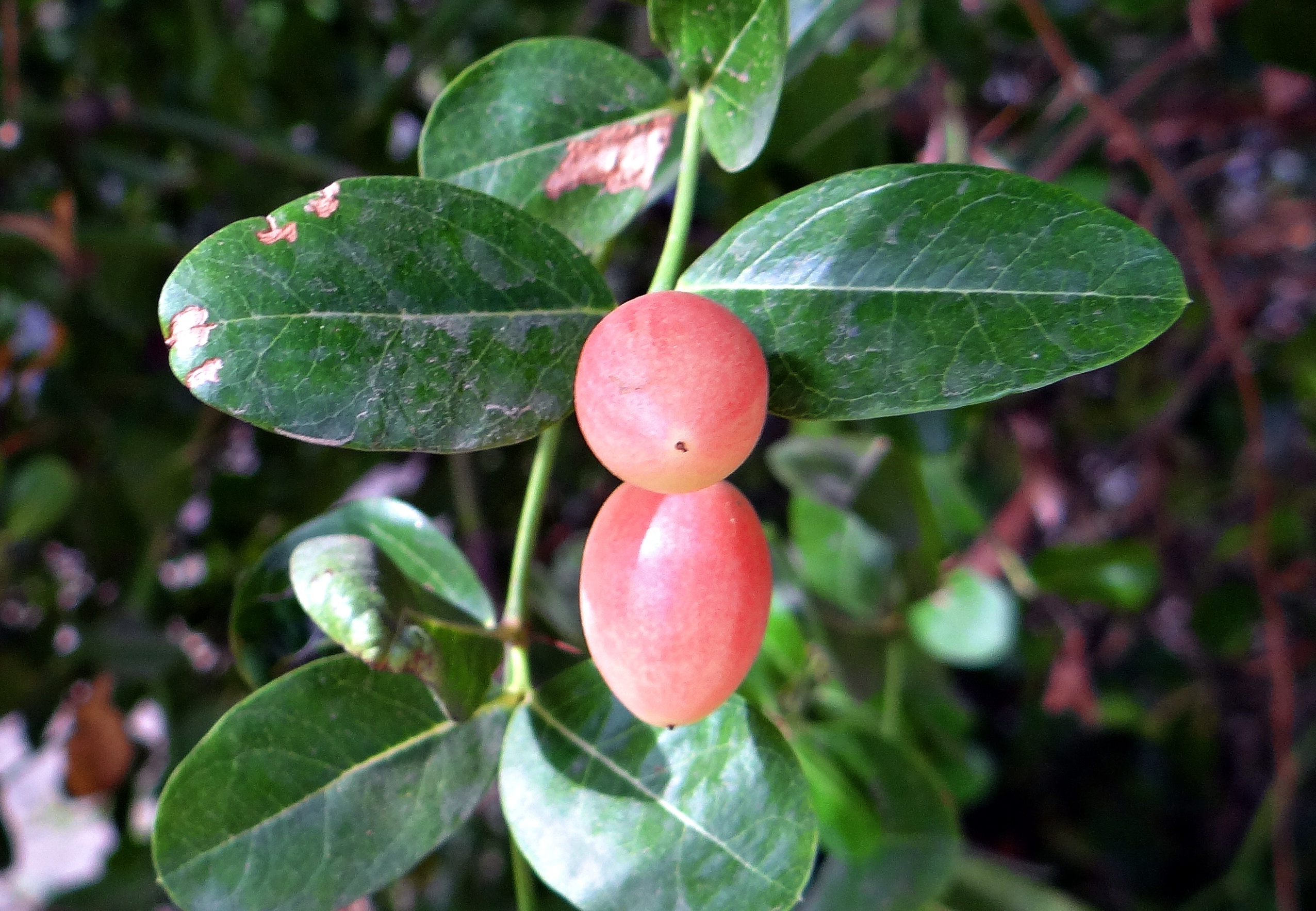 red, freshness, beauty in nature, close-up, growth, berry, carissa carandas, plant part, no people, karonda, day, focus on foreground, tree, wellbeing, HD Wallpaper