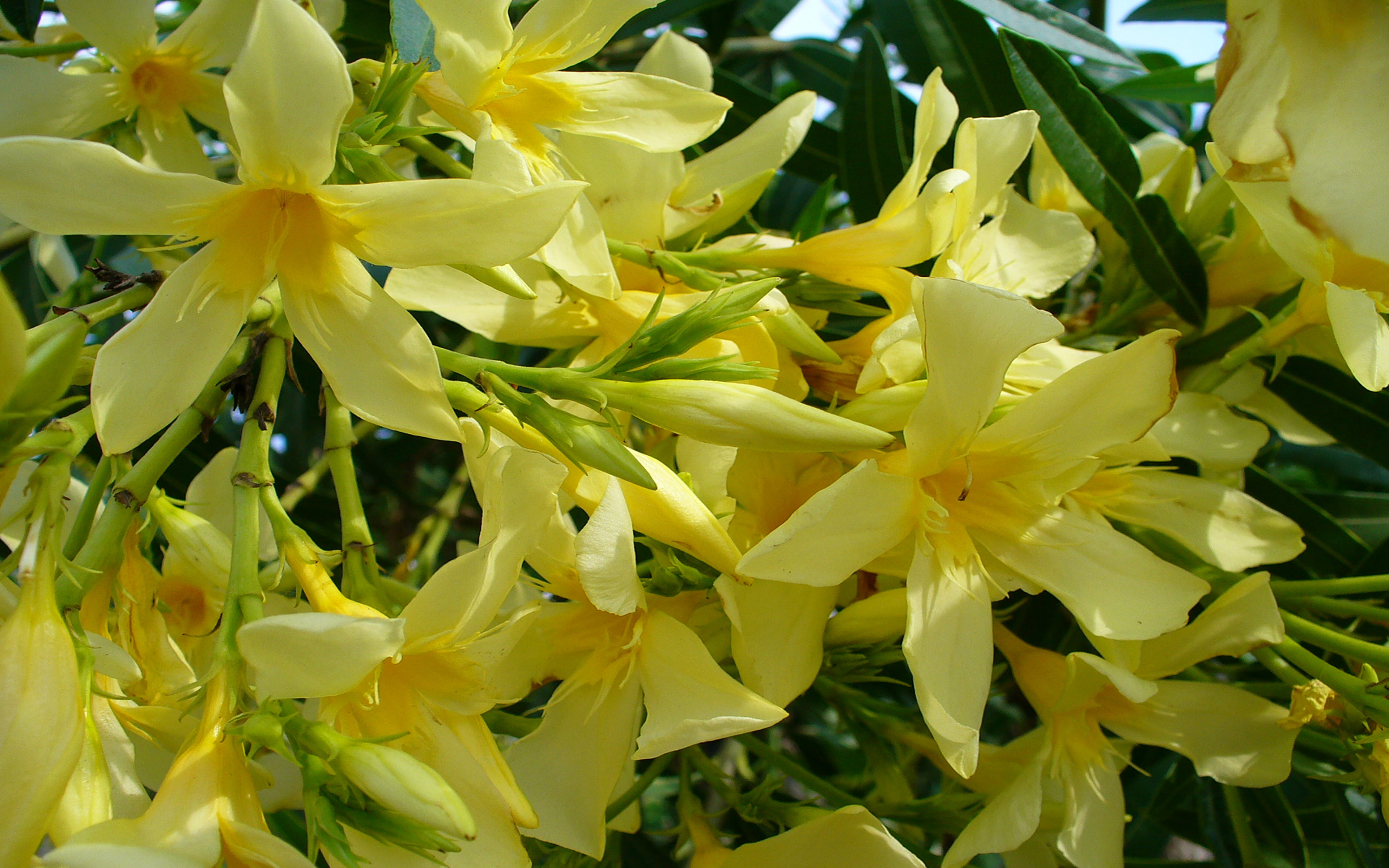 small, tree, dogbane, android, family, toxic, oleander, flowers, double, plants, yellow, apocynaceae, desktop, 4K, phone, nerium, HD Wallpaper