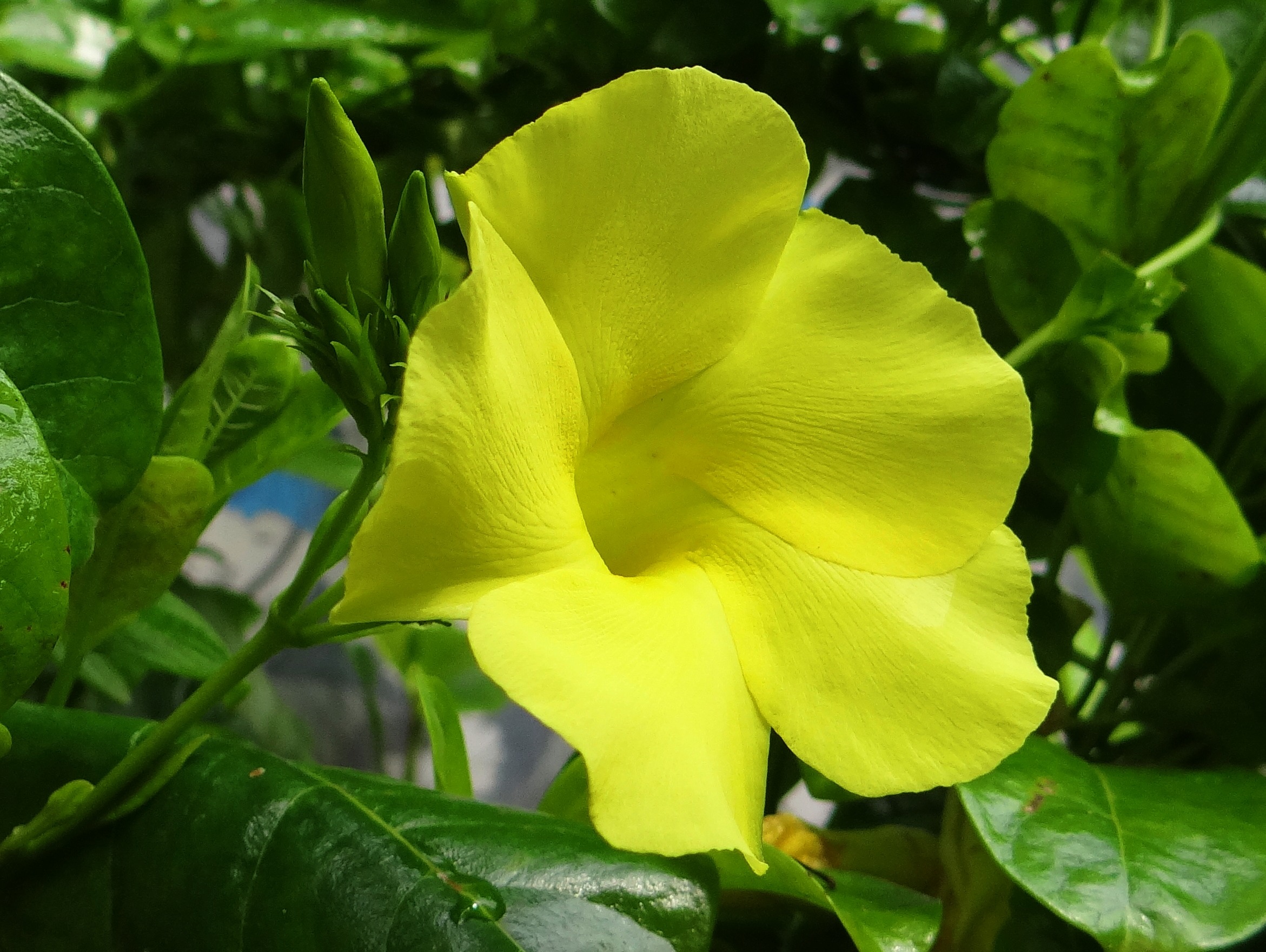 india, flowering plant, allamanda, inflorescence, vulnerability, yellow dipladenia, beauty in nature, urechites lutea, no people, apocynaceae, growth, flower, HD Wallpaper