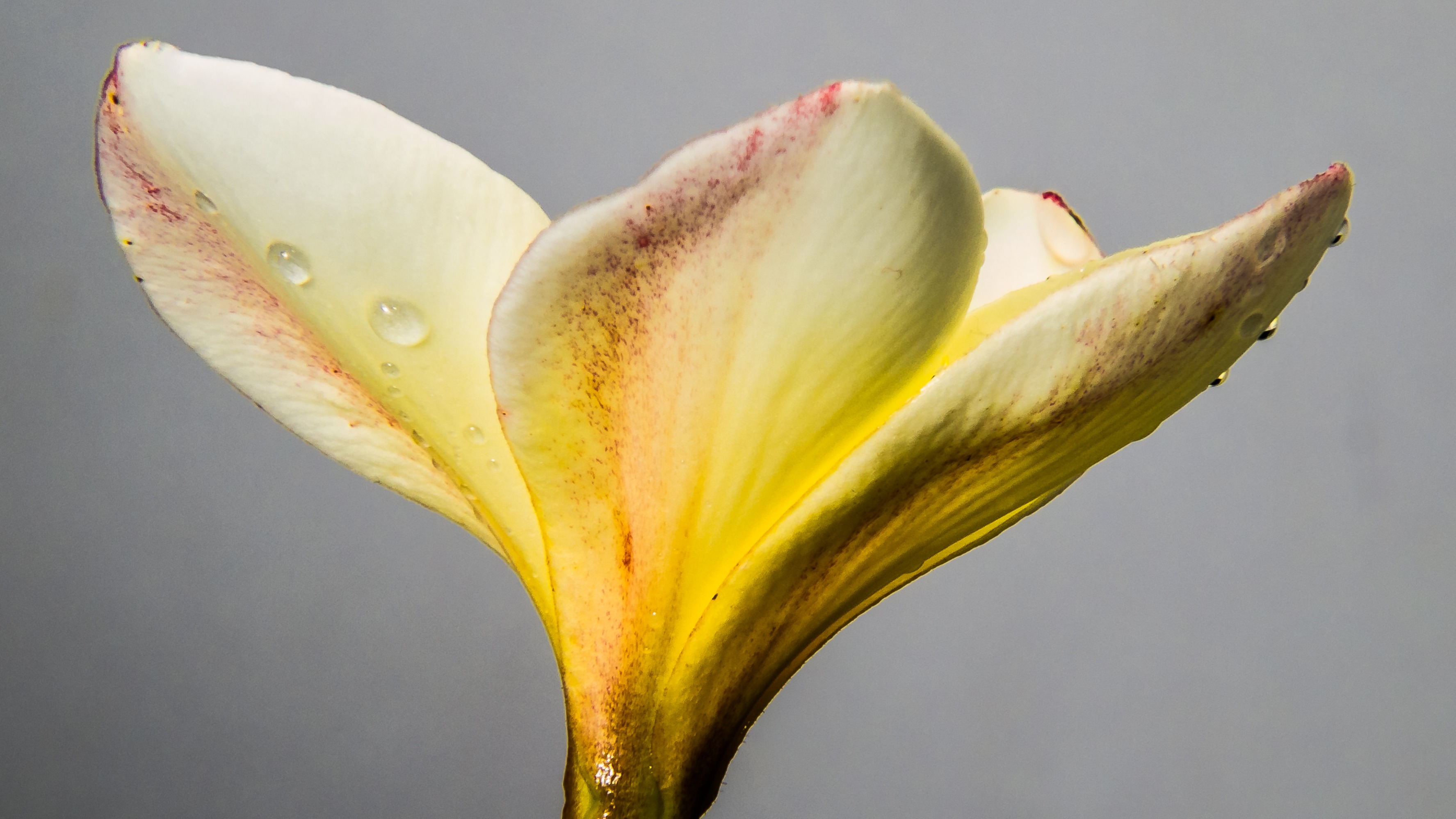 close-up, flor de cebo, close, purity, nature, leaf, blossom, gray background, apocynaceae, fragility, no people, inflorescence, petal, botany, frangipani, HD Wallpaper