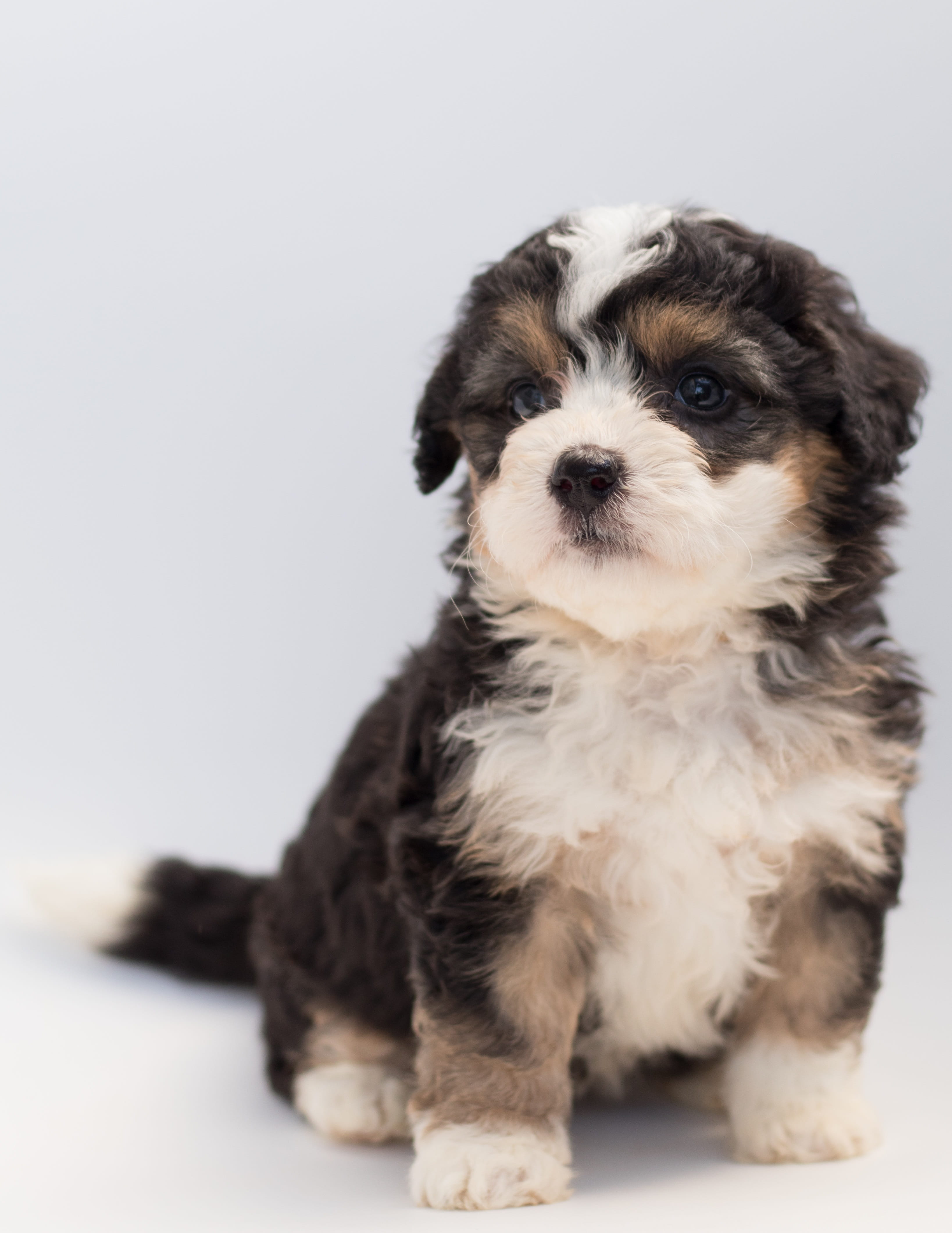 poodle, sitting, young animal, indoors, 4K, animal, pets, white background, softness, canine, cute, studio shot, mammal, animal themes, shih tzu, domestic, Phone HD Wallpaper