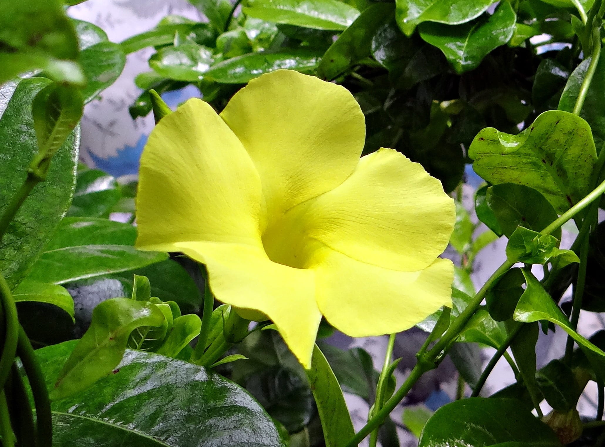 fragility, no people, yellow dipladenia, inflorescence, apocynaceae, flower head, Wild, growth, plant, day, freshness, urechites lutea, nature, plant part, HD Wallpaper