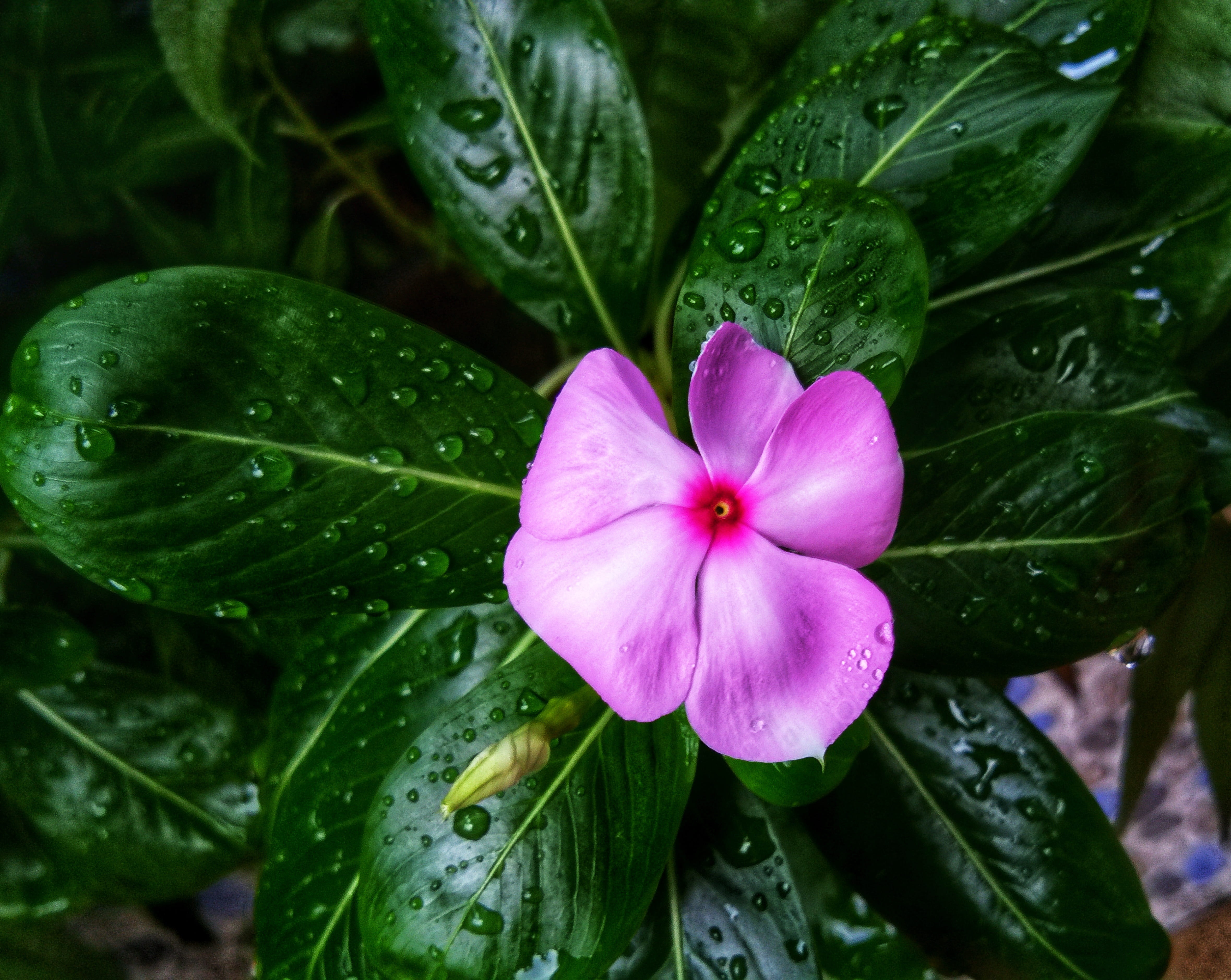 raindrop, pink color, leaf, outdoors, water, petals, apocynaceae, fragility, flower, petal, evergreen, beauty in nature, plant part, blossom, freshness, HD Wallpaper