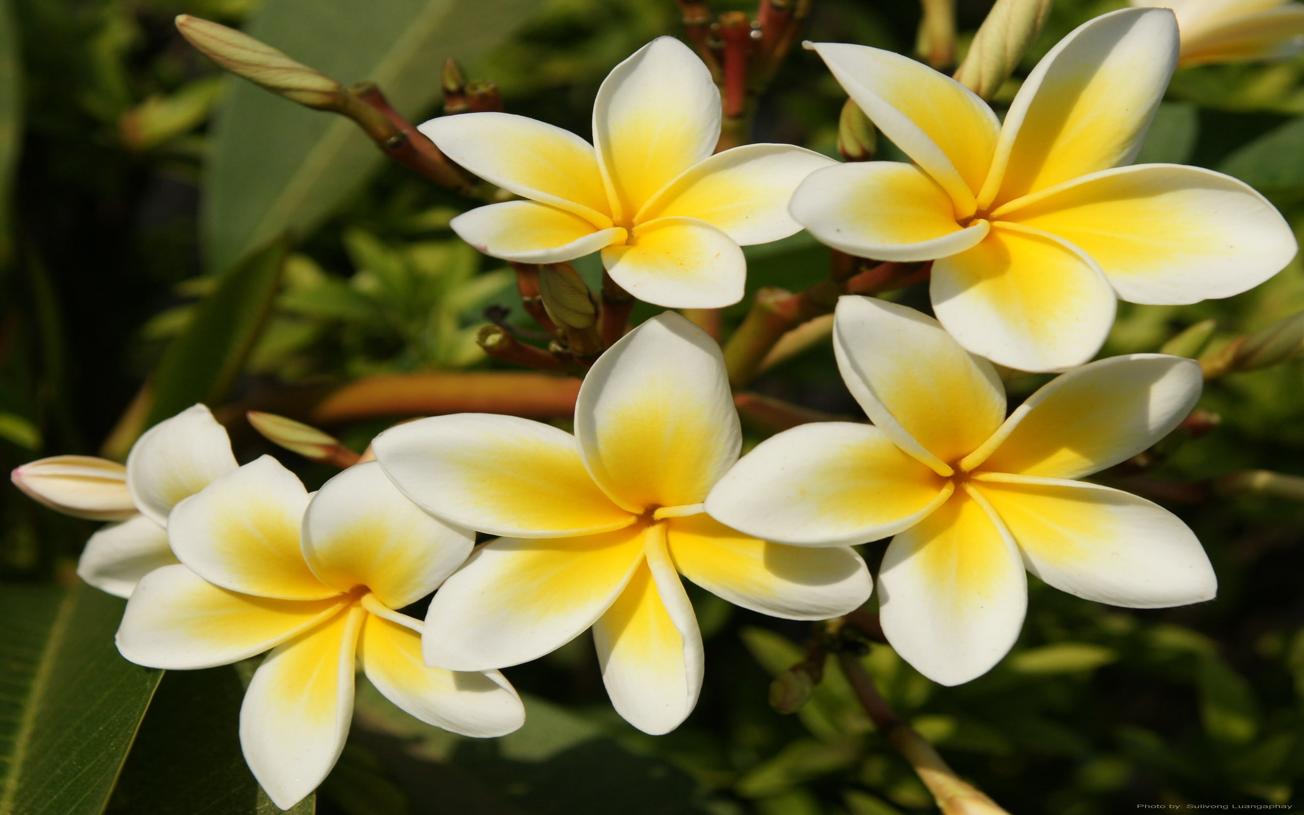 laos, champa, national, 2K, flower, HD Wallpaper