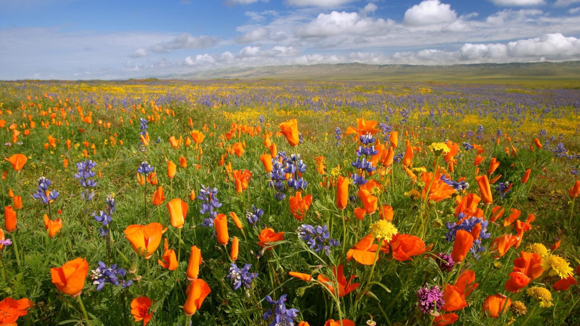 art, 1080P, national, wa, architecture, hd, plain, x, monuments, orange, california, poppies, Landscapes, meadows, Flowers, monument, HD Wallpaper