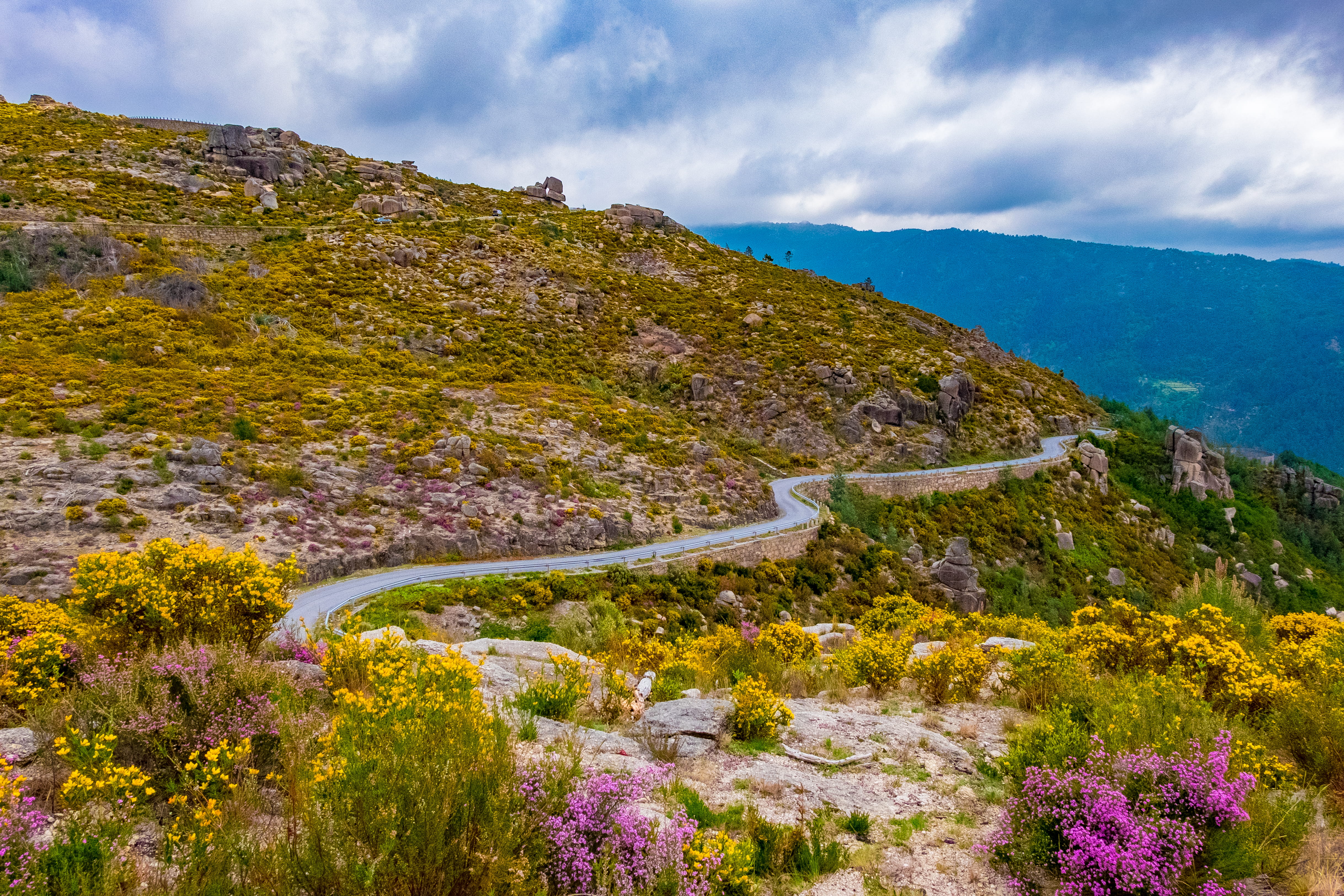 peneda gerês, flower, flowers, flowering plant, peneda-gerês national park, windy road, 4K, mountain, non-urban scene, mountain range, outdoors, autumn, HD Wallpaper