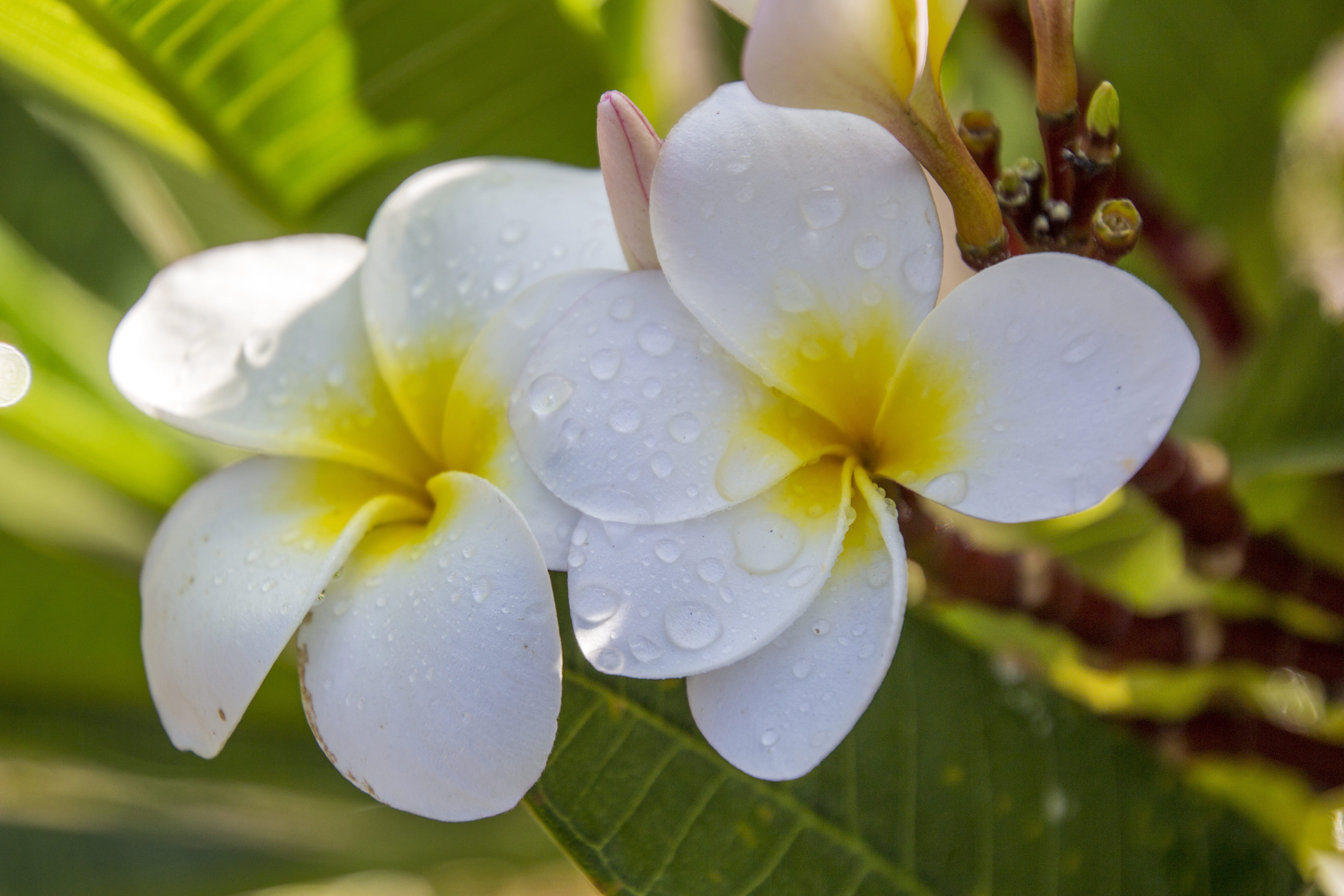 freshness, plant, decoration, flowering plant, drop, petal, rain, petals, beauty in nature, wet, water, inflorescence, botany, focus on foreground, 5K, HD Wallpaper