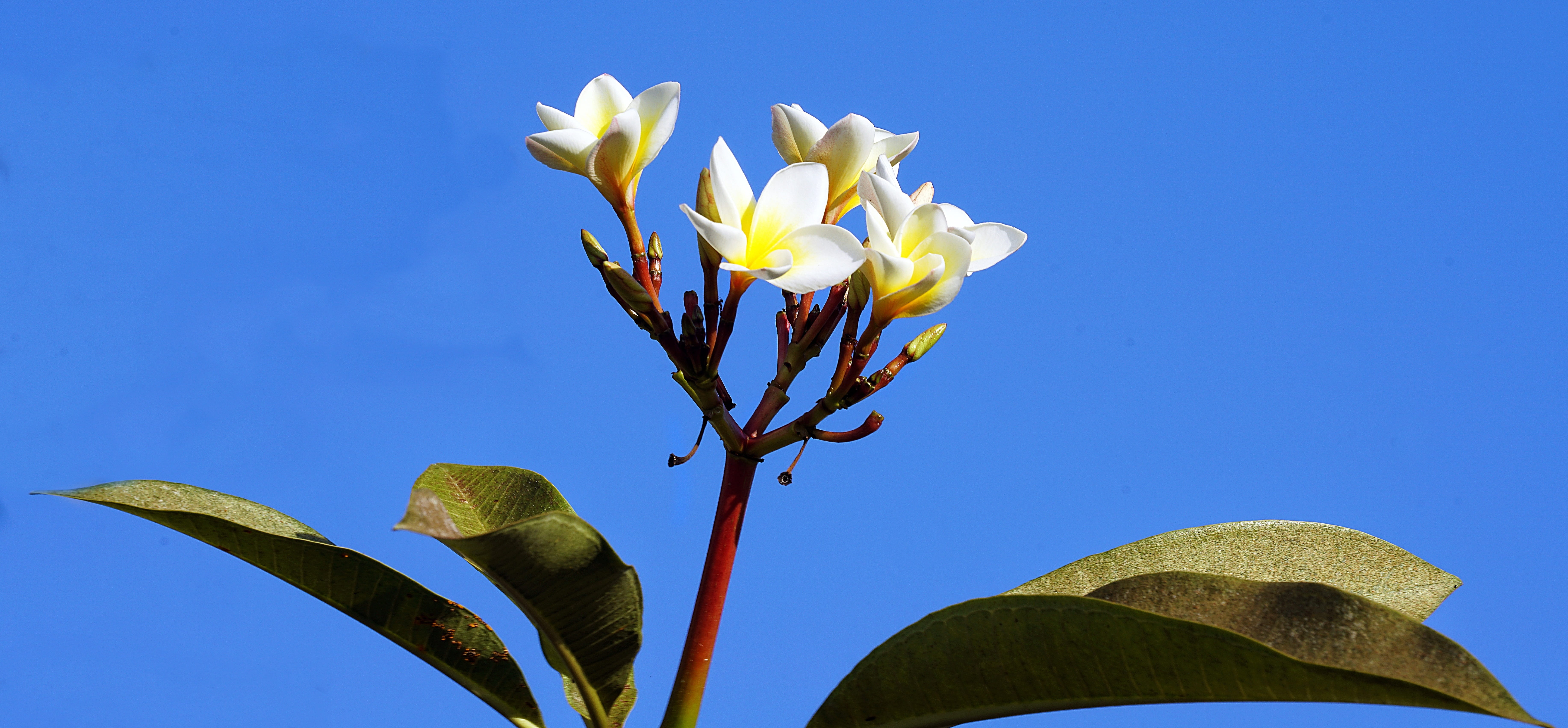 flowering plant, close-up, blue, freshness, tropical, leaf, 5K, nature, white, beauty in nature, no people, fragility, petal, alba, clear sky, inflorescence, HD Wallpaper