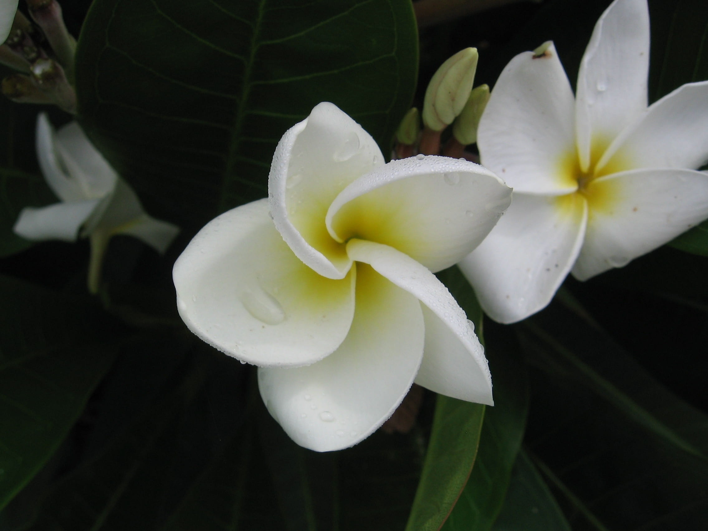 nature, fresh rain, floral, flower head, wet, spring, fragility, rain, close-up, 1080P, frangipani, no people, yellow, focus on foreground, fresh, plant, HD Wallpaper