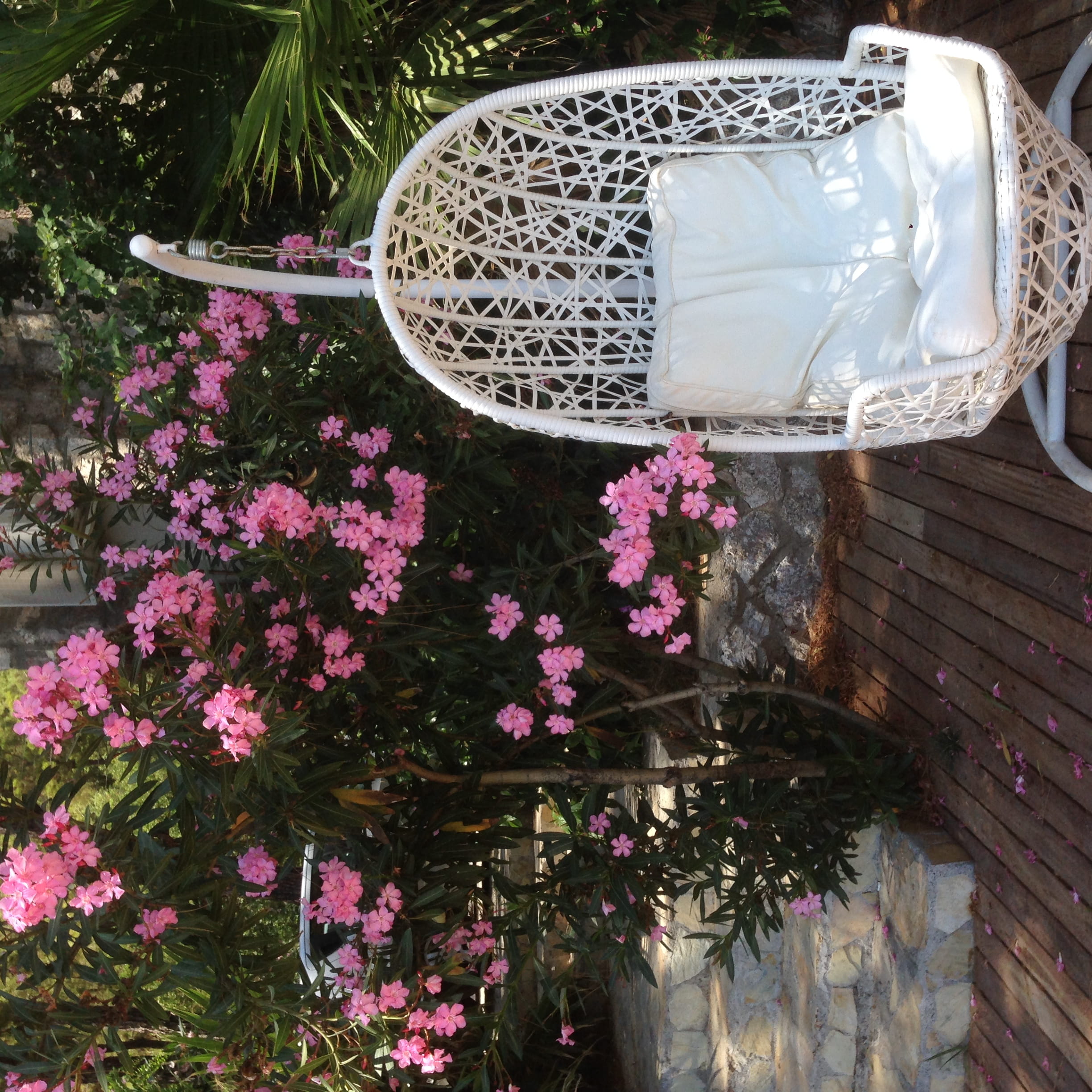 container, plant, day, 1080P, beauty in nature, pink color, wood - material, fragility, flower pot, turkey, vulnerability, table, flowering plant, nature, Phone HD Wallpaper