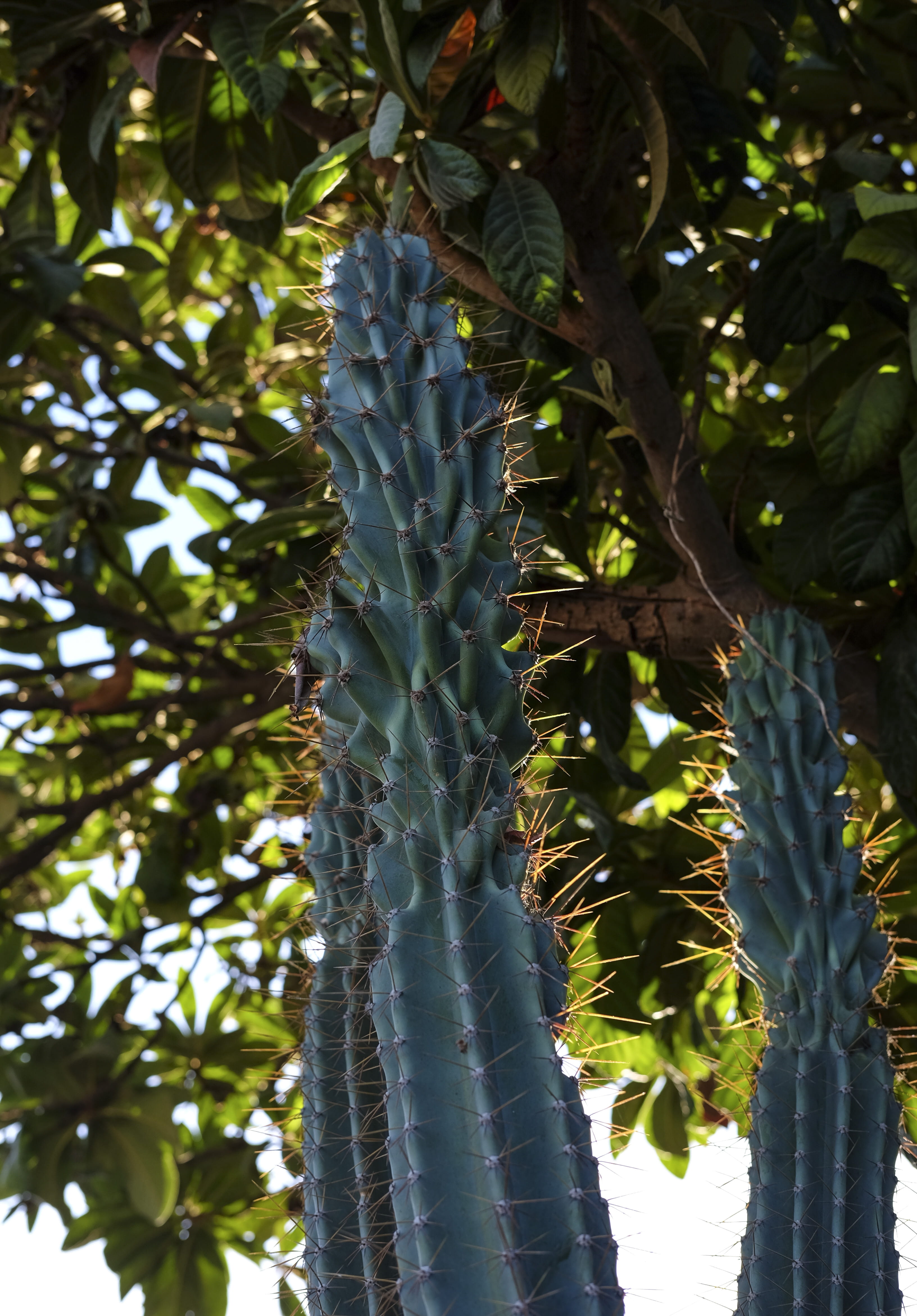 4K, leaf, plant, outdoors, cactus, freshness, flower, tree, close-up, green color, branch, turkey, plant part, low angle view, focus on foreground, tranquility, Phone HD Wallpaper