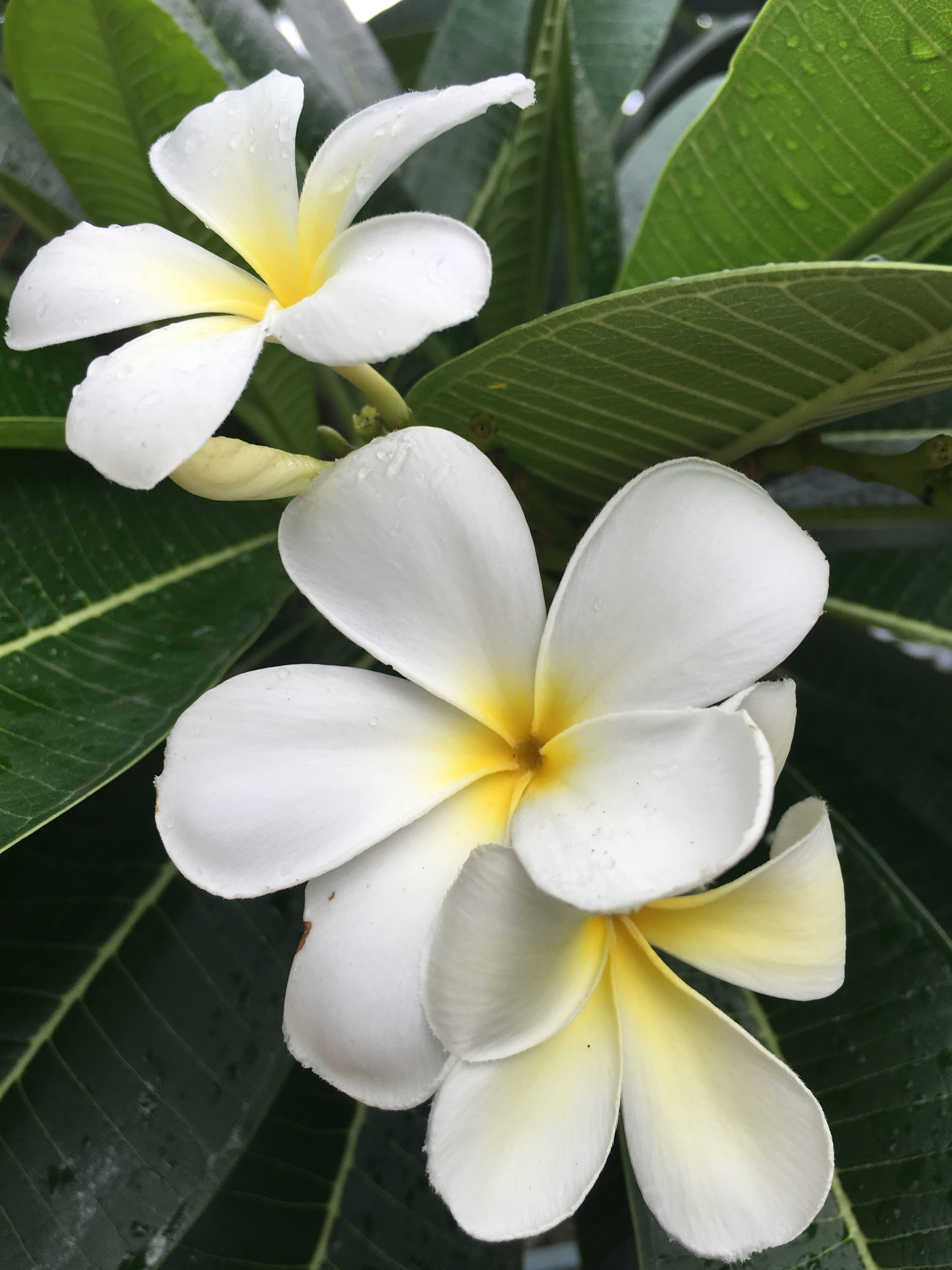 photo, tropical, Cutout, white, freshness, white color, temple, fragrant, spa, flower, lanka, flowering plant, fresh, nature, 4K, essential, fragility, Phone HD Wallpaper