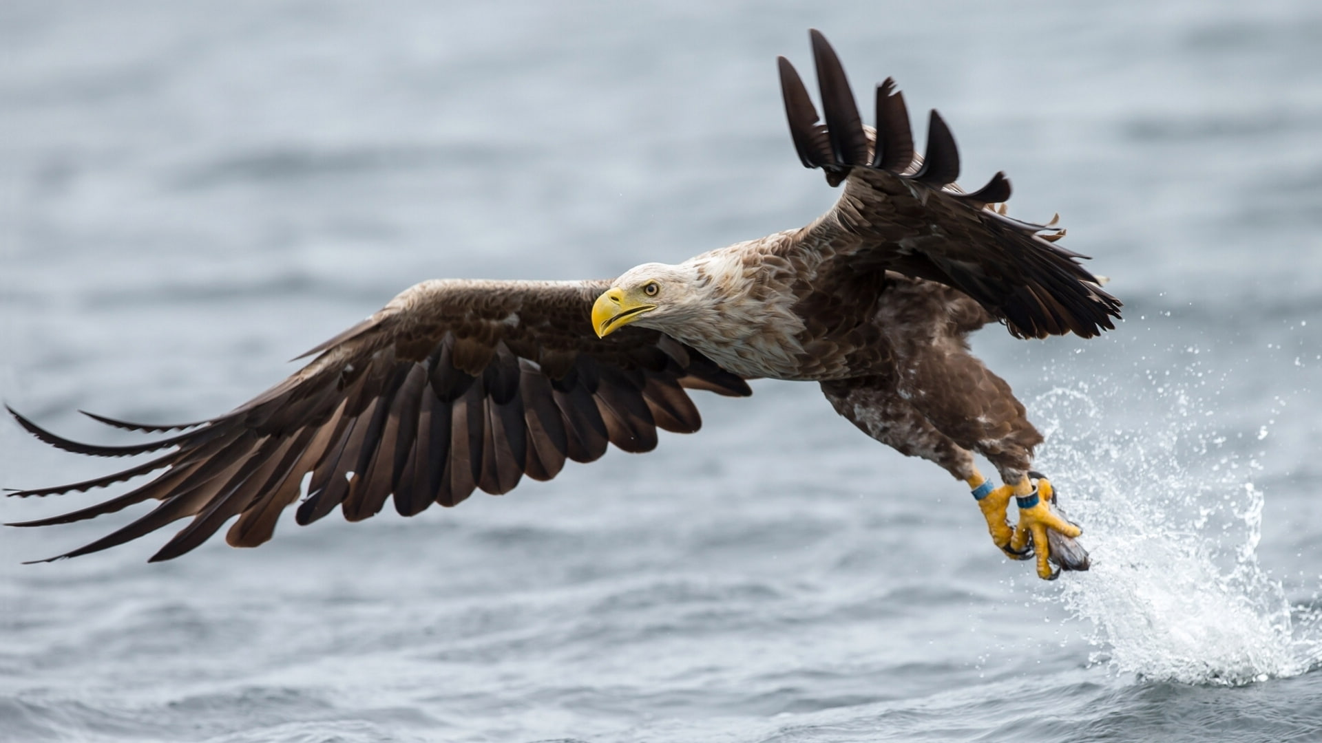 no people, animal body part, one animal, water, bald eagle, eagle - bird, 1080P, animals in the wild, white, nature, flying, vertebrate, catching, outdoors, HD Wallpaper