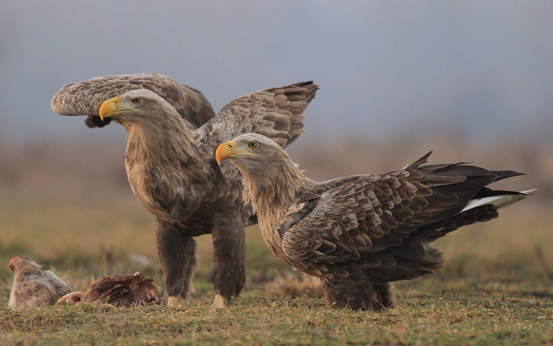 focus on foreground, animal themes, 1080P, Bird, animal body part, animal wildlife, feather, day, White-Tailed Eagle, outdoors, livestock, mammal, Eagle, HD Wallpaper