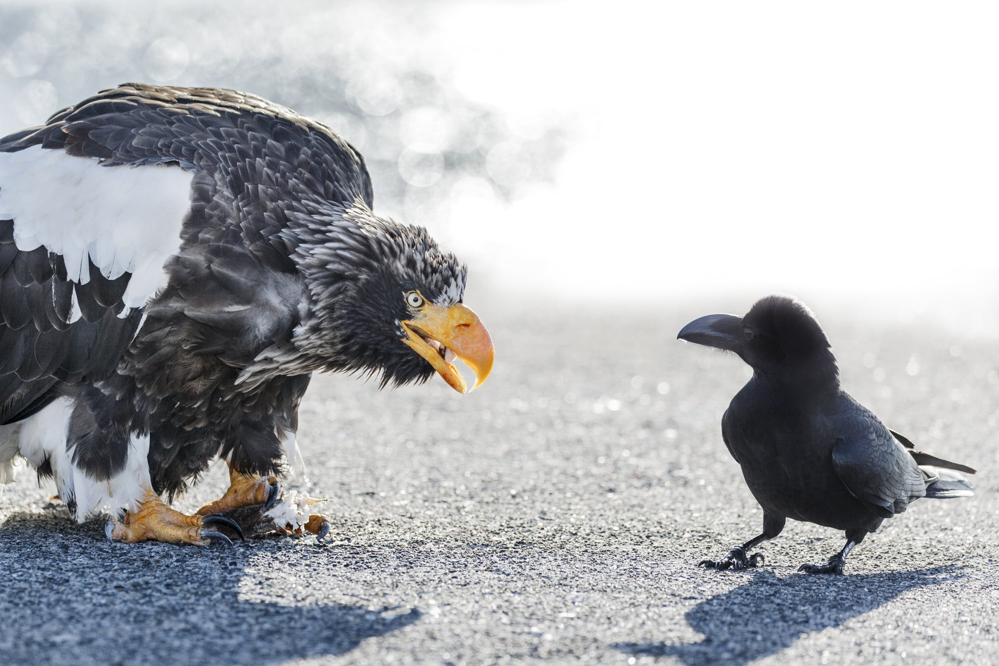 Raven, white-tailed, 1080P, birds, eagle, meeting, HD Wallpaper