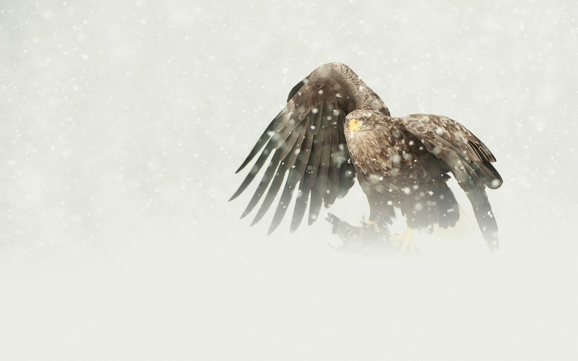 bird, mining, predator, eagle, 1080P, white tailed, snow, winter, HD Wallpaper