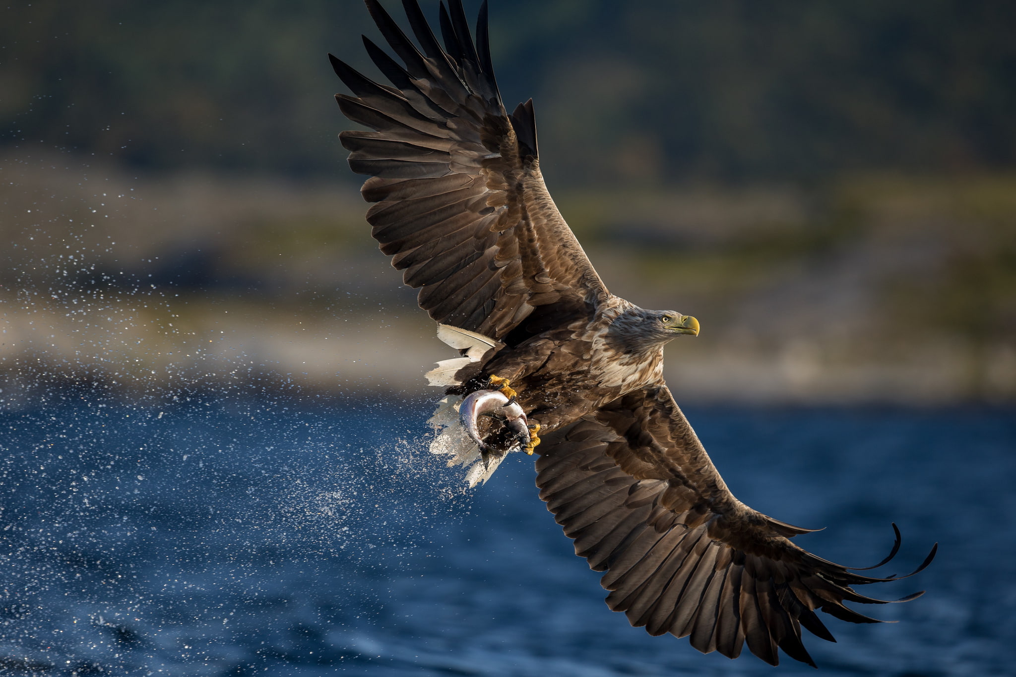 predator, catch, mining, bird, 1080P, White-tailed eagle, wings, hawk, HD Wallpaper