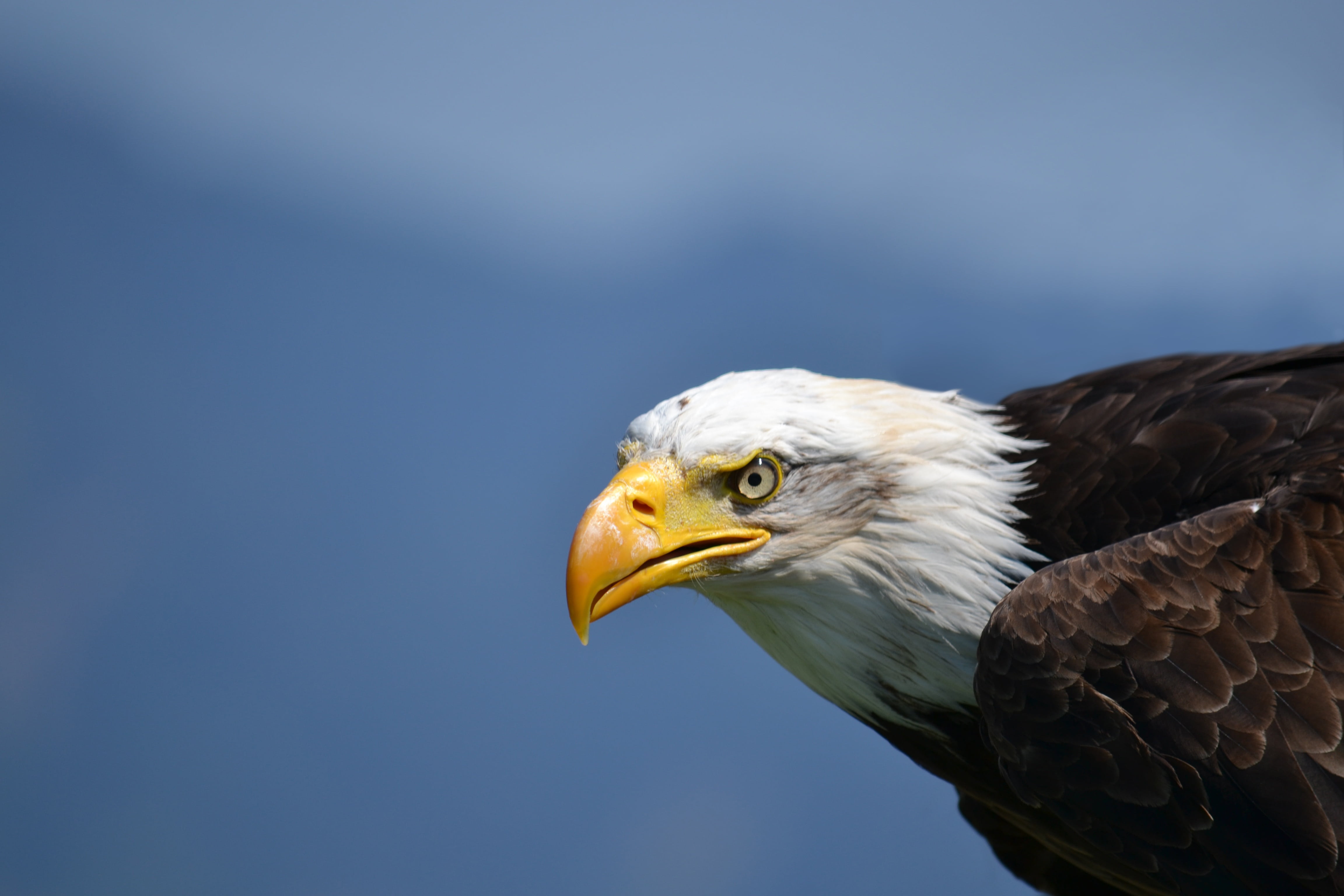 animal wildlife, usa, america, animal themes, bald, adler, taken, eagle - bird, animal body part, profile view, no people, animal head, nature, bird of prey, HD Wallpaper