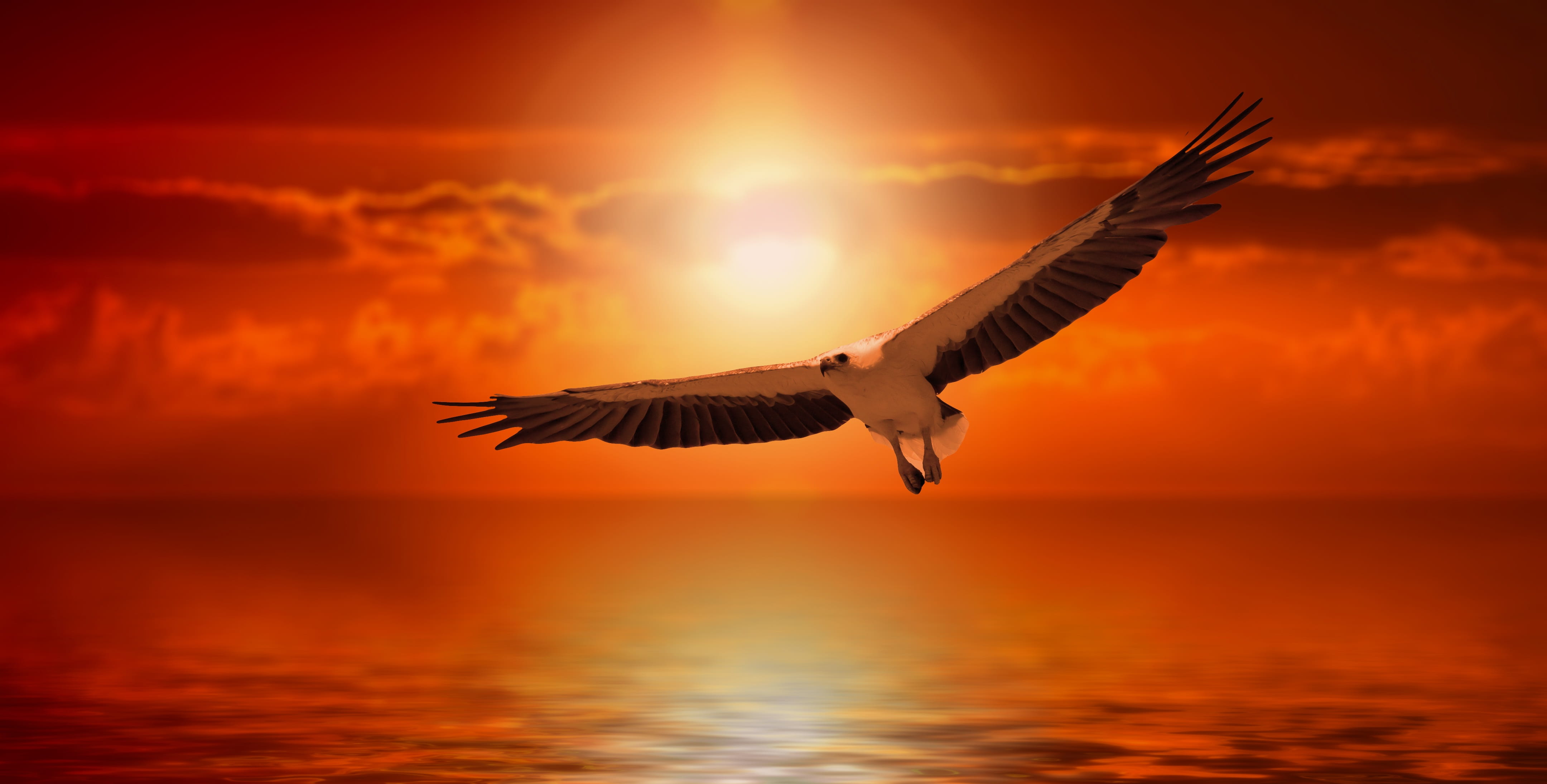 lake, flight, 4K, bill, dramatic sky, vertebrate, one animal, fly, flying, nature, cloud - sky, atmosphere, mood, mirroring, no people, bird, sunset, outdoors, HD Wallpaper