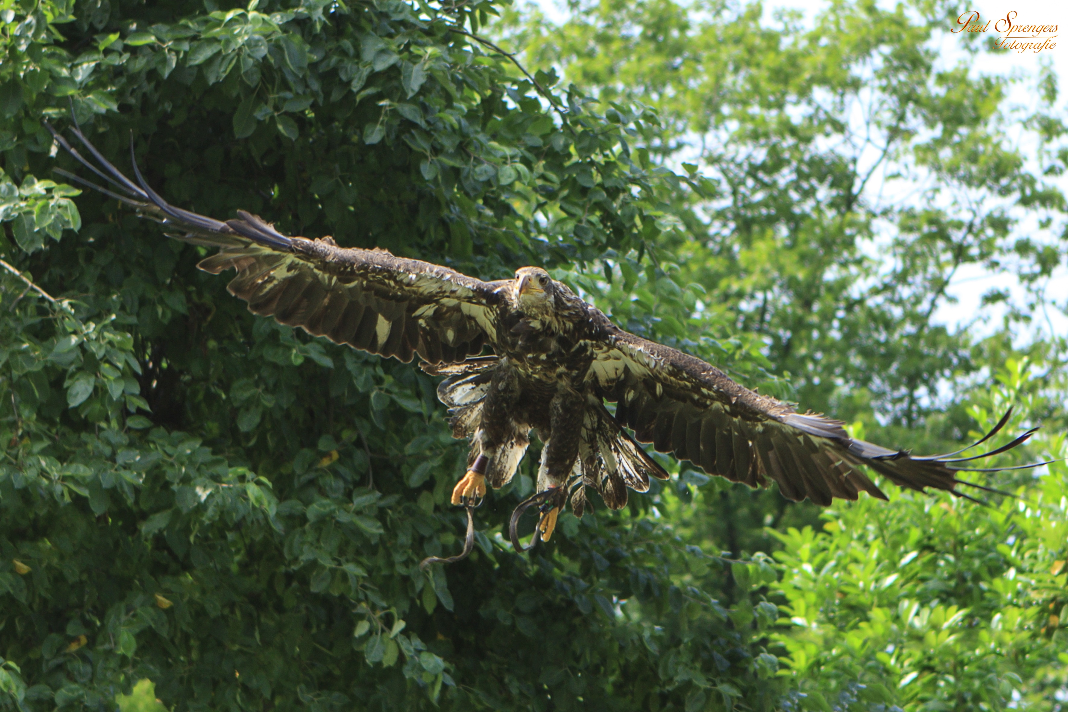 nature, vertebrate, day, green color, 2K, bald eagle, birds, plant part, animal, animal themes, one animal, eagle, animal wildlife, white tailed eagle, HD Wallpaper