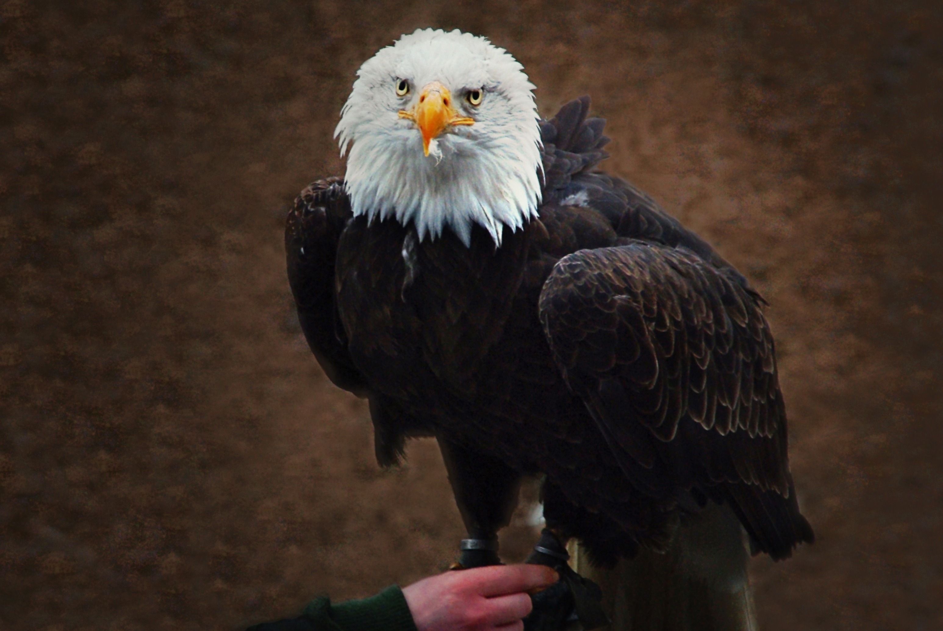 bird, accipitridae, unrecognizable person, close-up, 2K, one animal, portrait, white tailed eagle, bill, close, bald eagle, human hand, raptor, falconry, HD Wallpaper