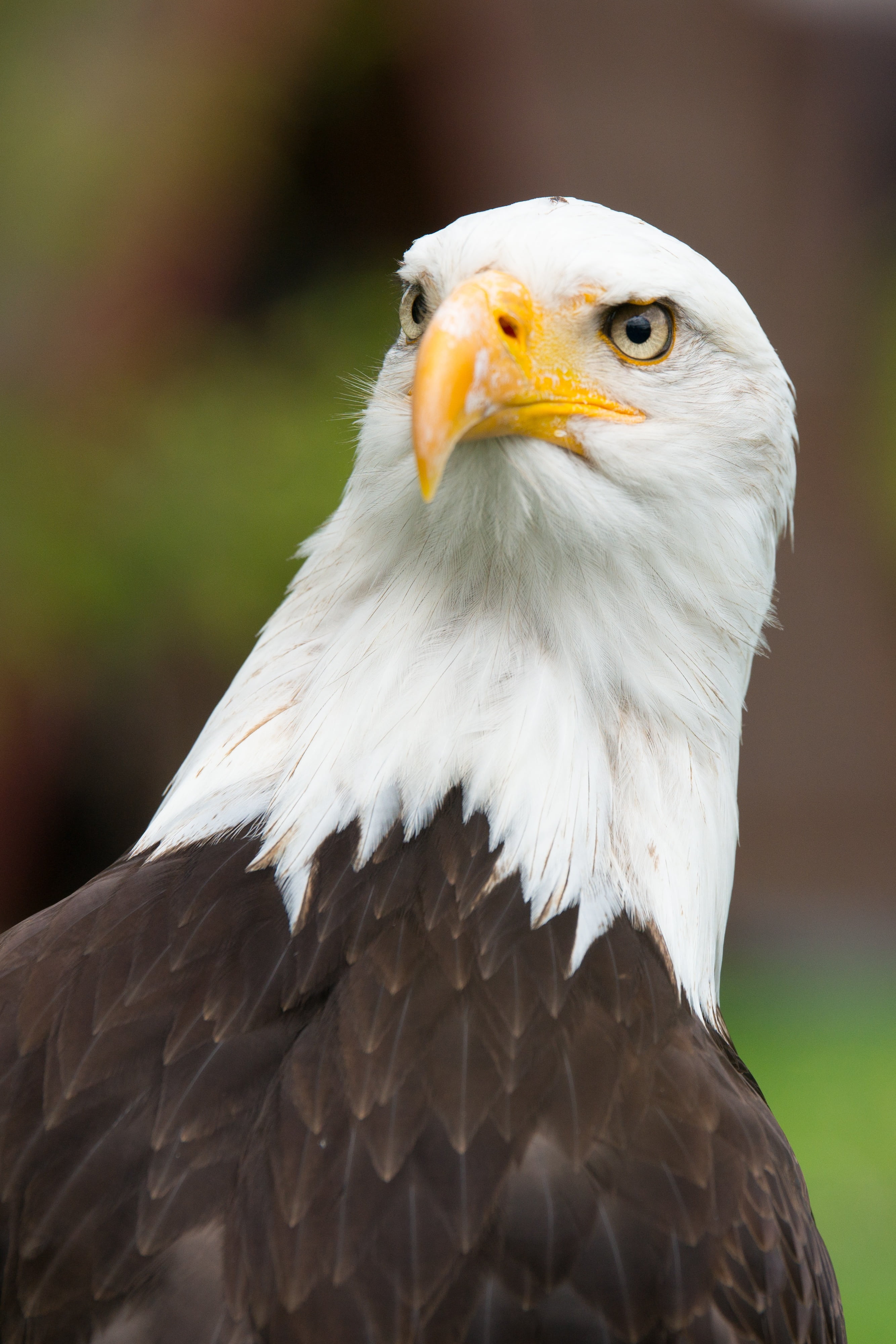 raptor, plumage, no people, animal, beak, birds eye view, portrait, falcon - bird, one animal, bird, eagle, majestic, wild bird, white tailed eagle, vertebrate, Phone HD Wallpaper