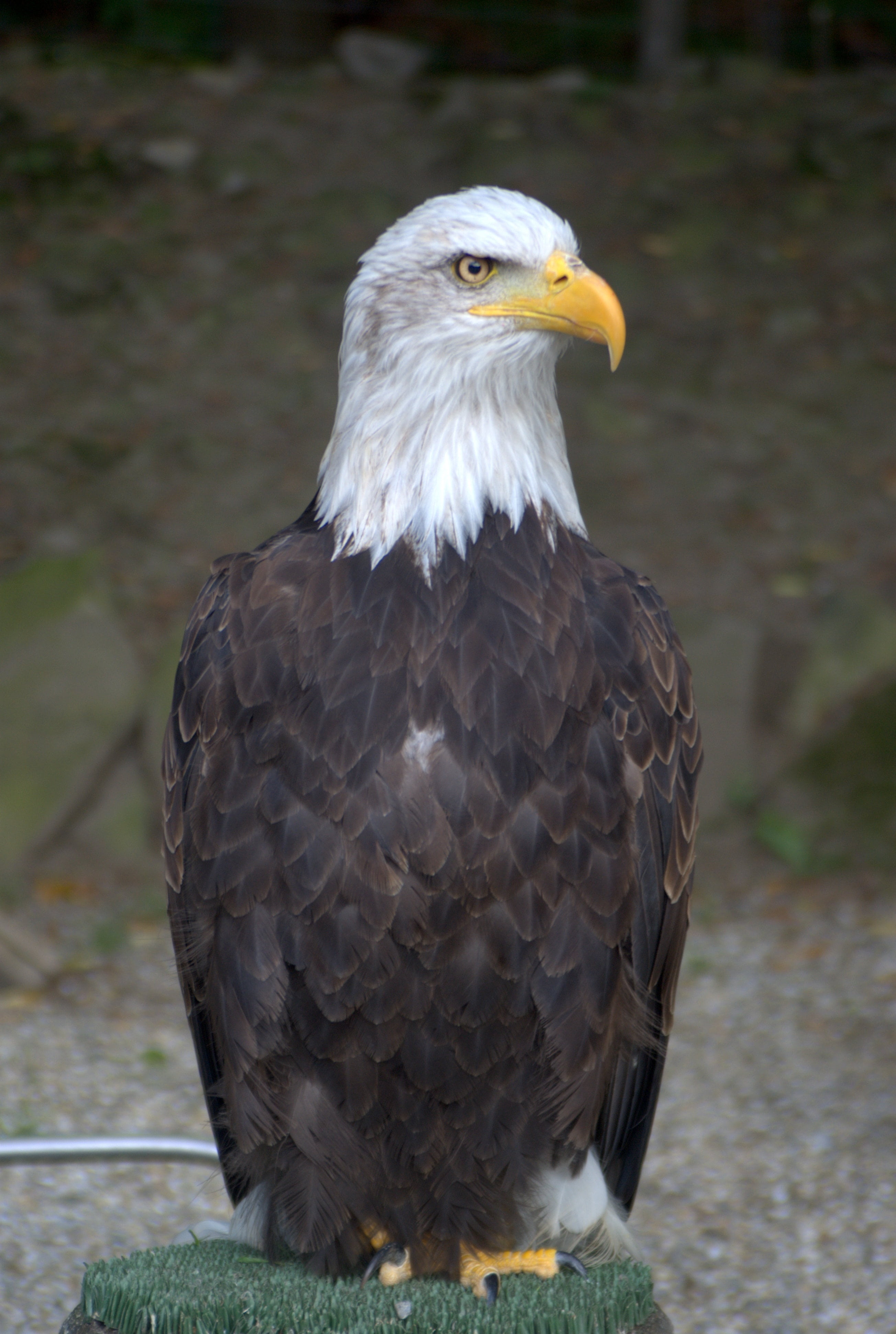 animal eye, close-up, focus on foreground, bird of prey, day, animal, white-tailed eagle, animal wildlife, eagle - bird, beak, animal head, vertebrate, Phone HD Wallpaper