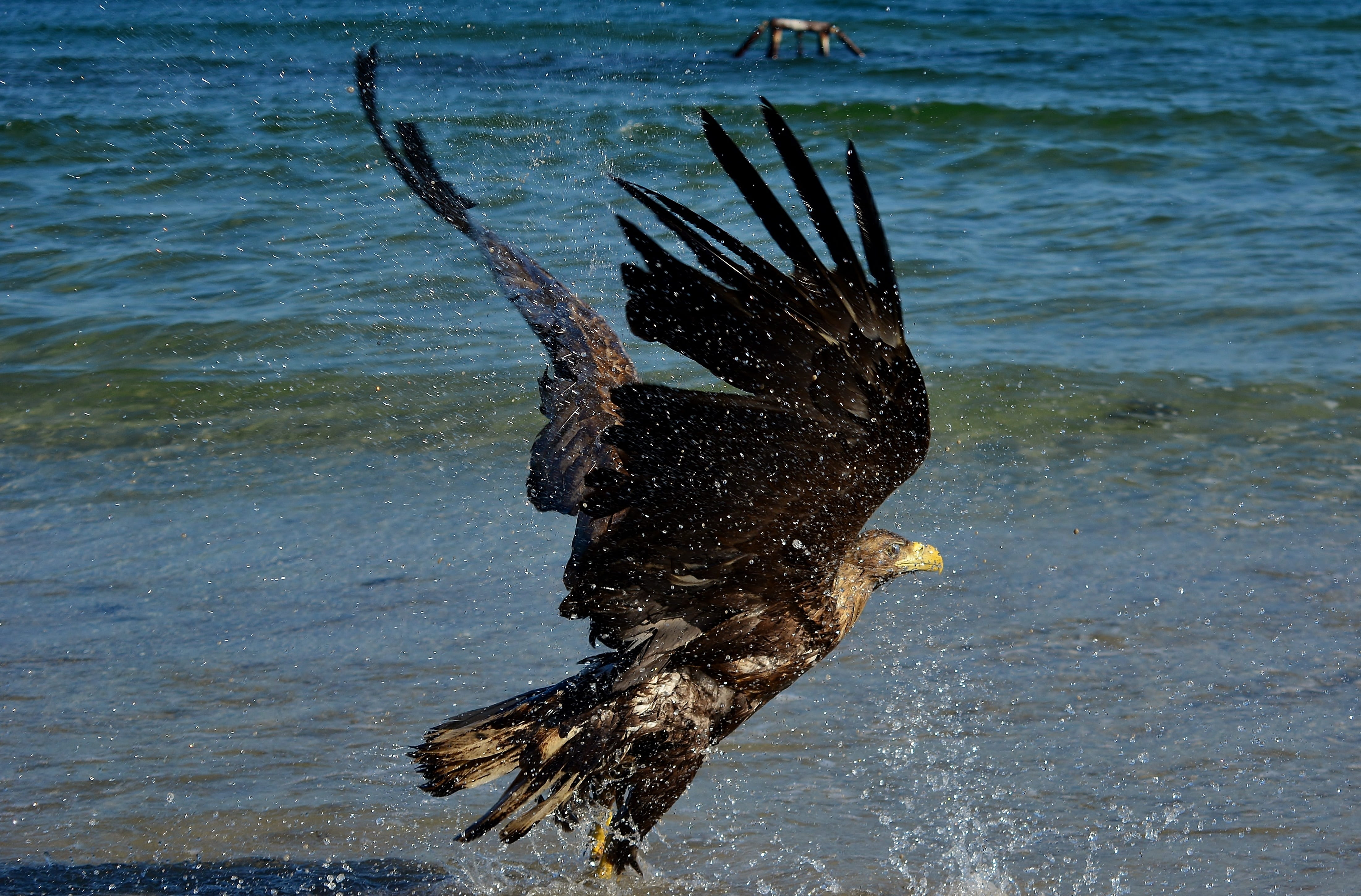 nature, white tailed eagle, 4K, animal themes, lake, animal, no people, animals in the wild, eagle, outdoors, day, water, baltic sea, flying, animal wildlife, HD Wallpaper
